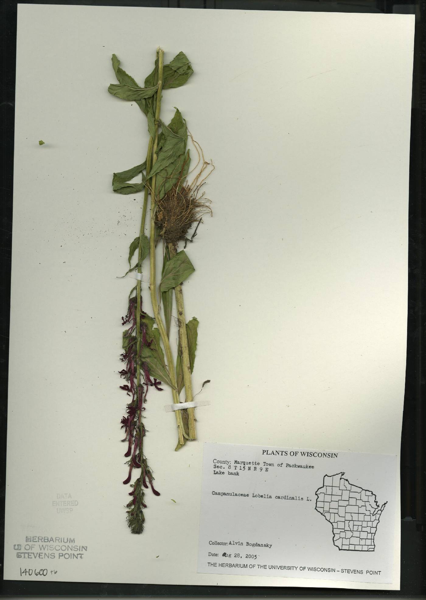 Lobelia cardinalis image