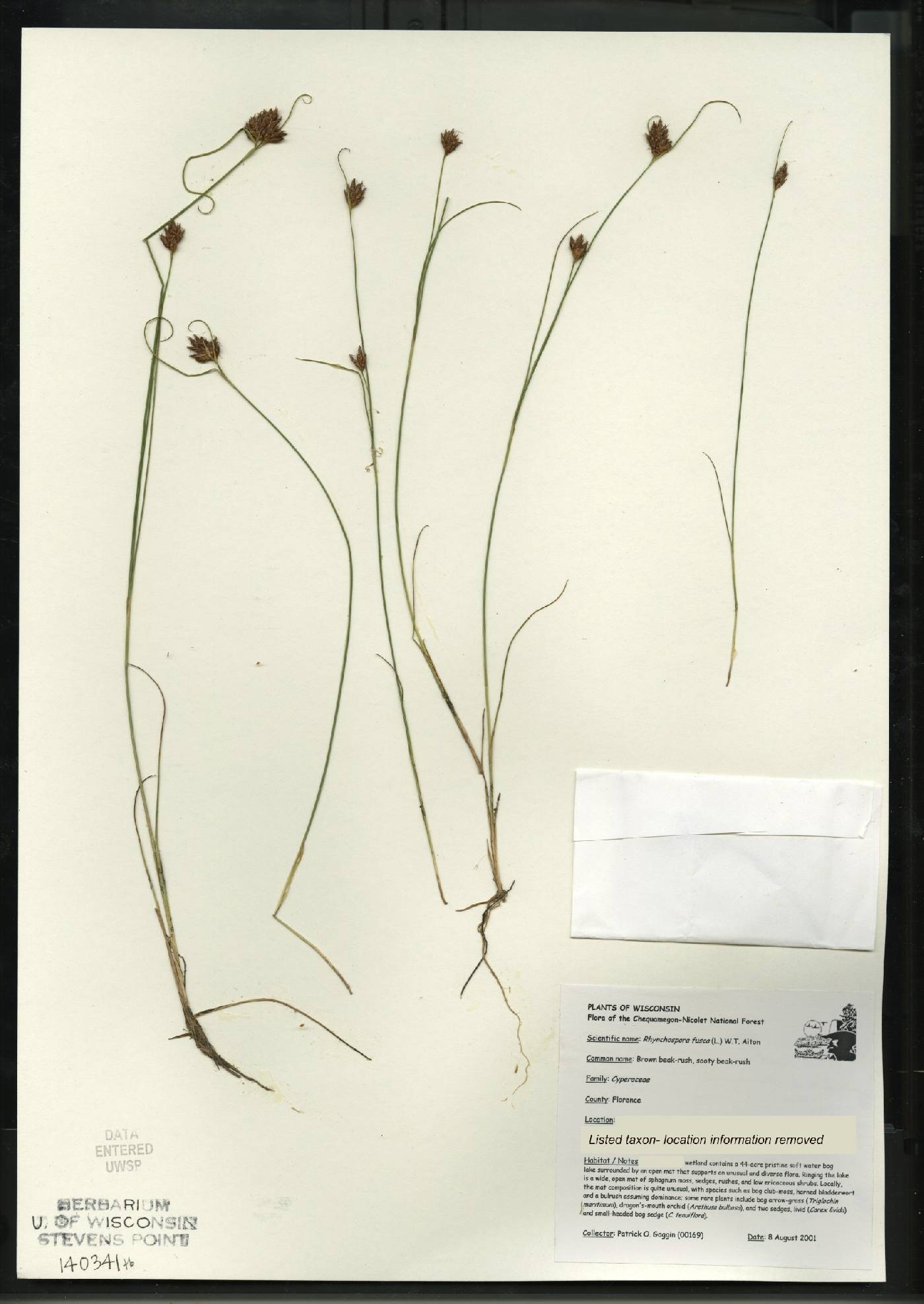 Rhynchospora fusca image