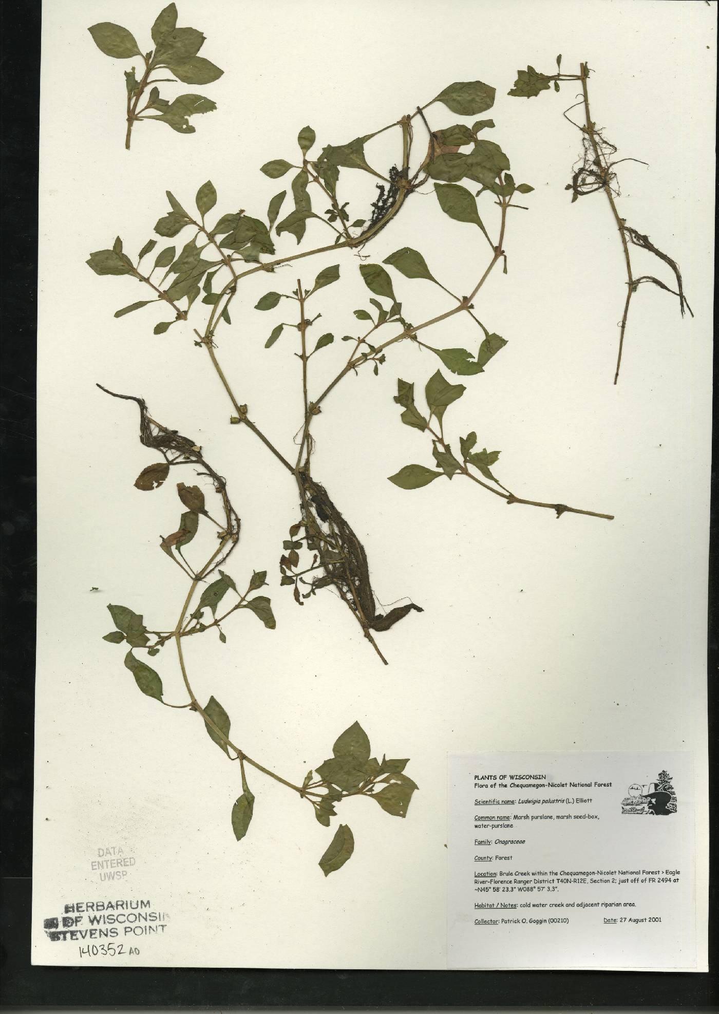 Ludwigia palustris image