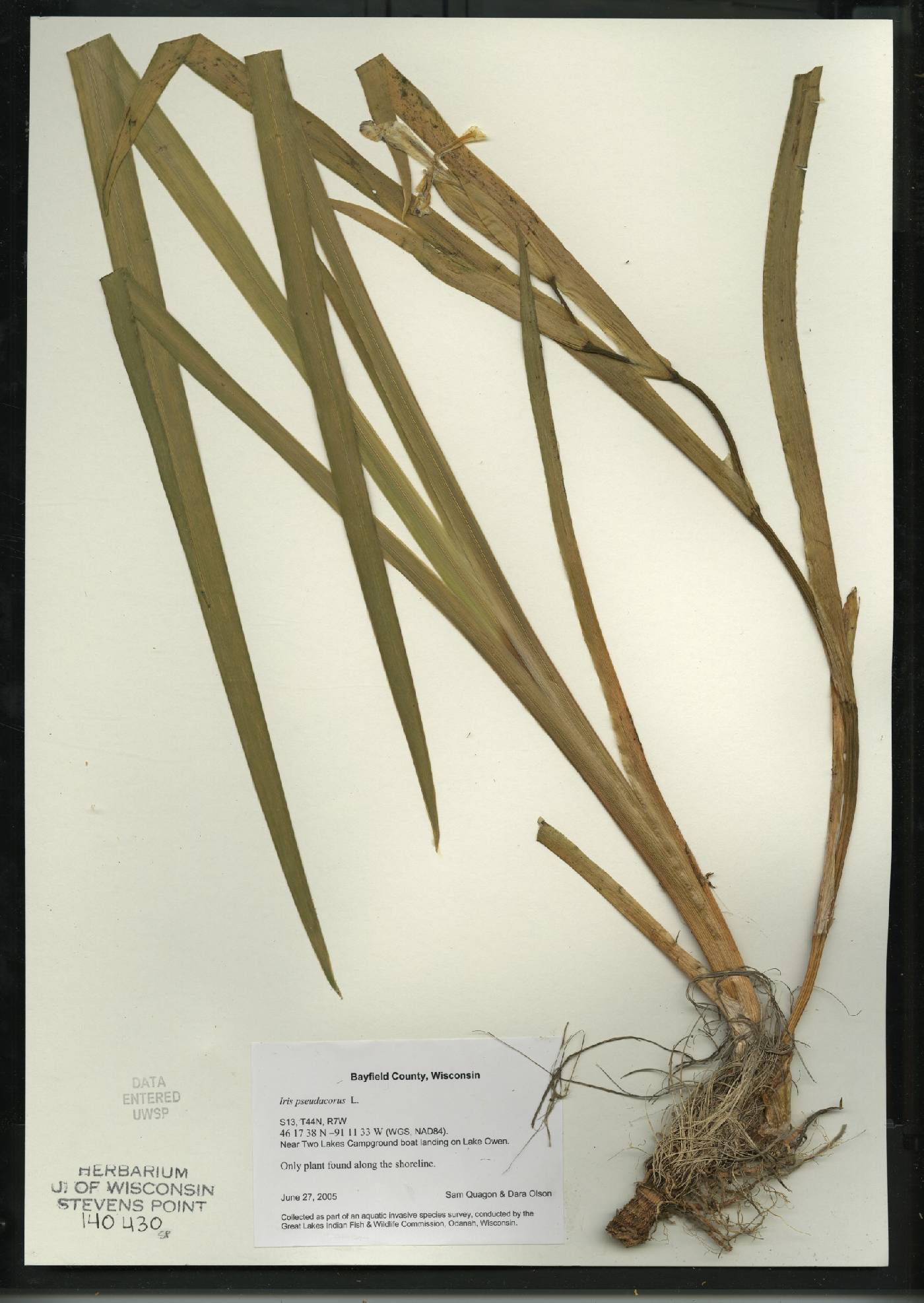 Iris pseudacorus image