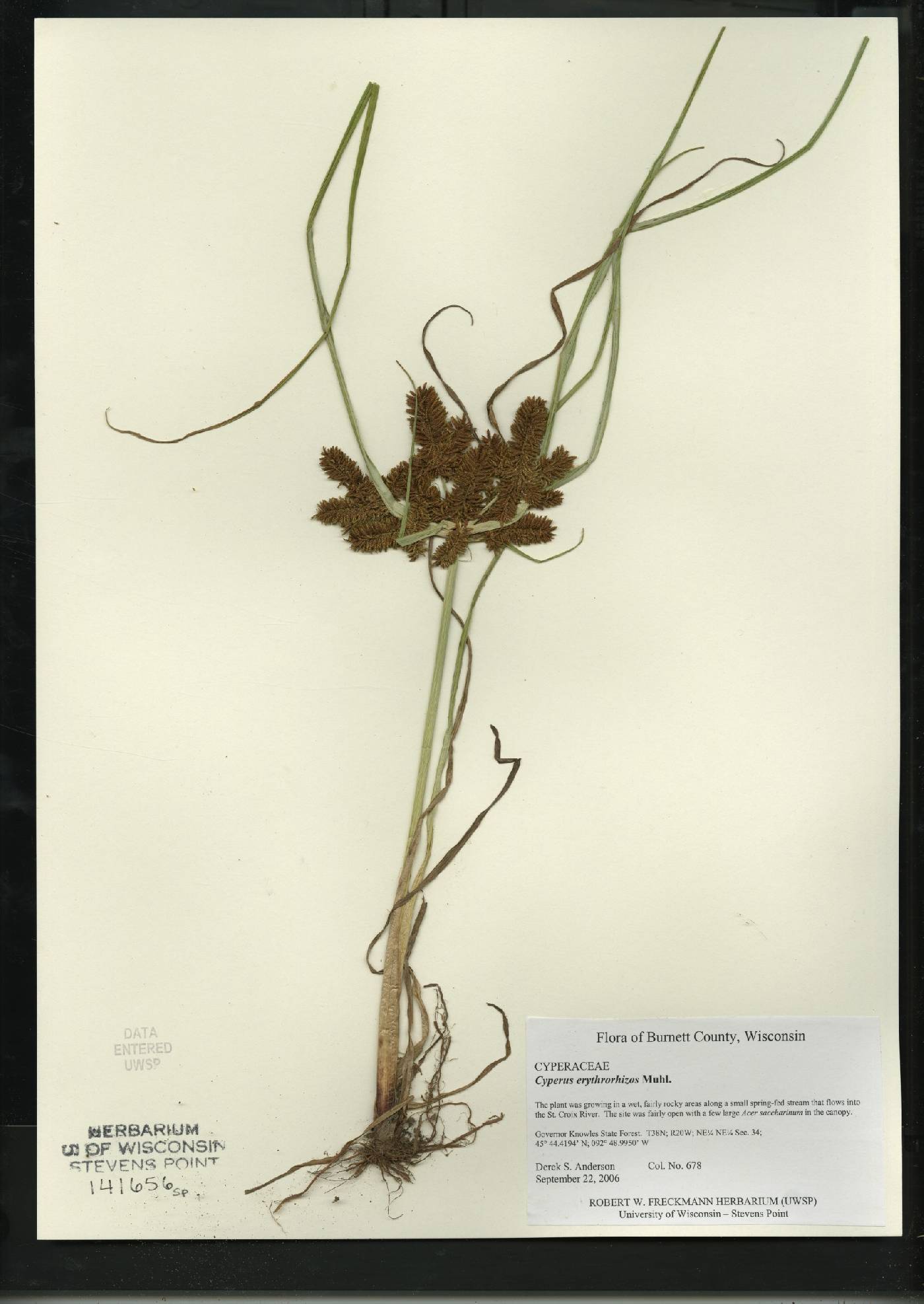 Cyperus erythrorhizos image