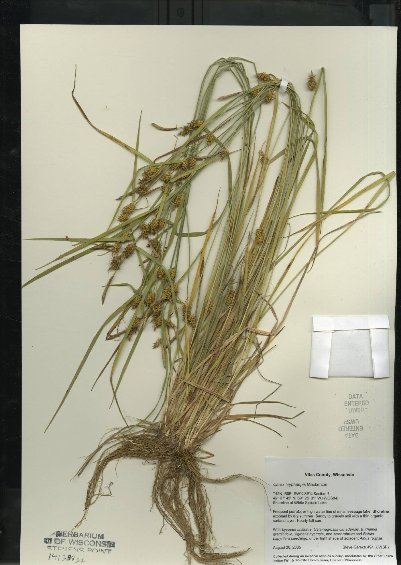 Carex cryptolepis image