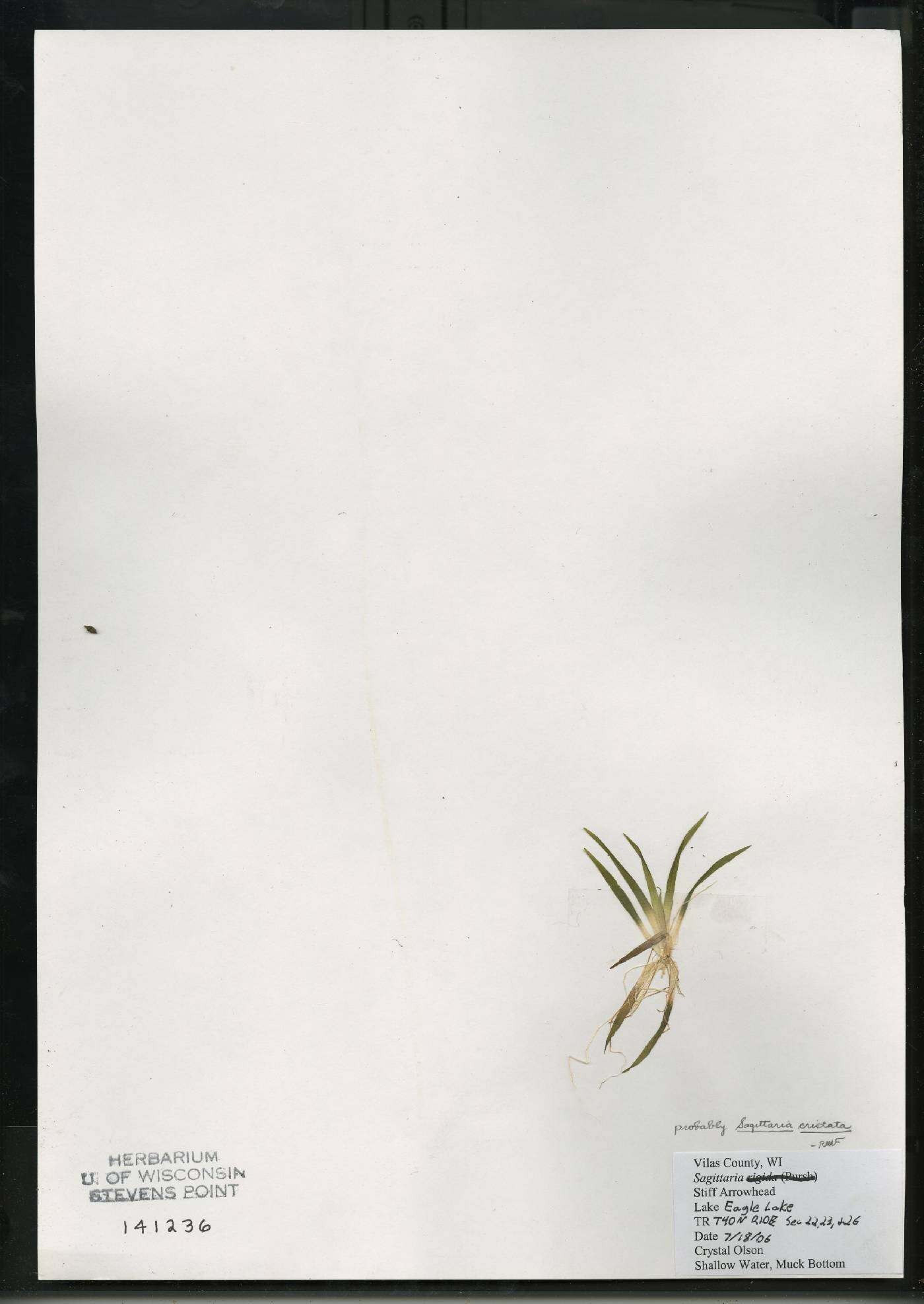 Sagittaria cristata image
