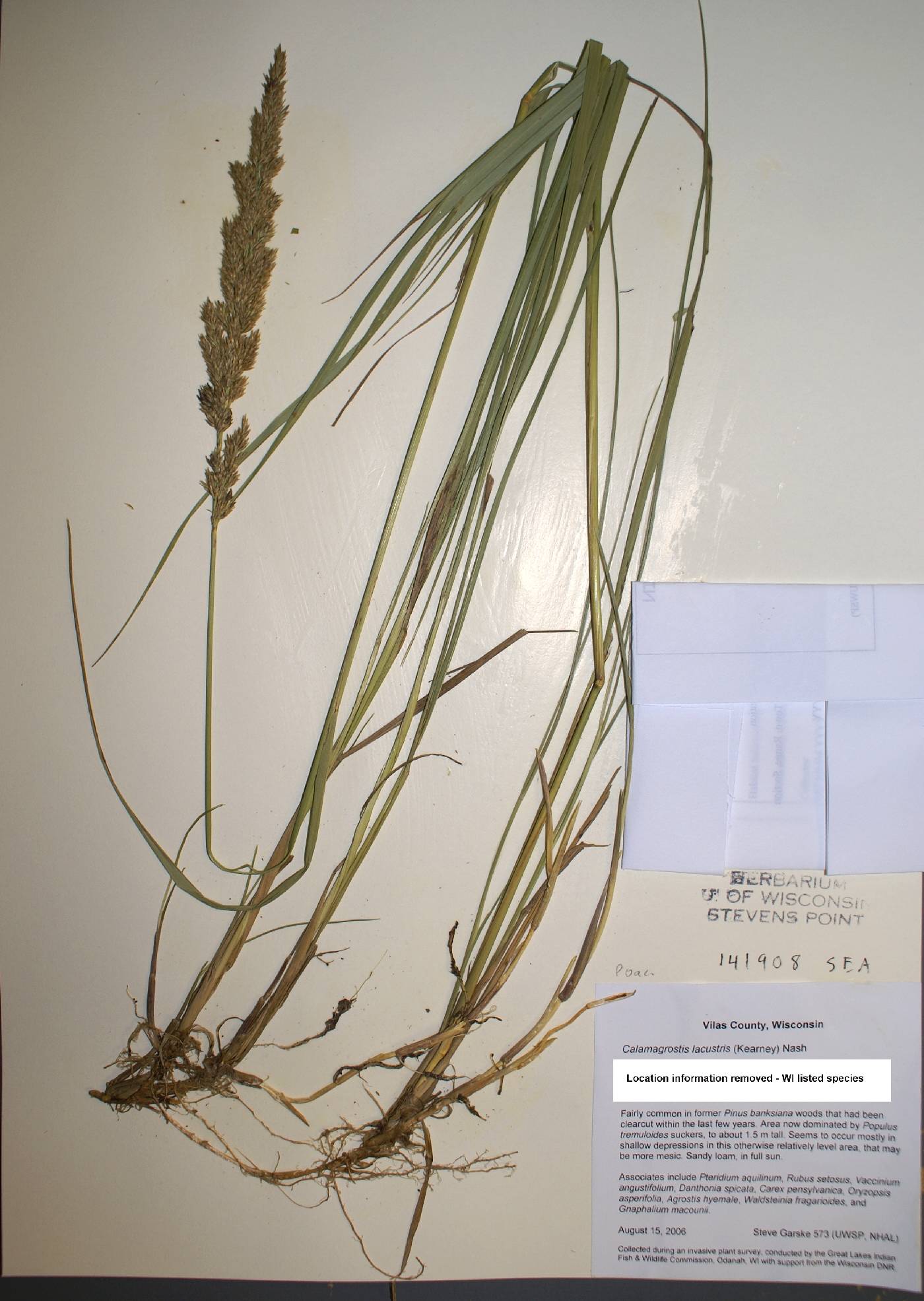 Calamagrostis stricta image