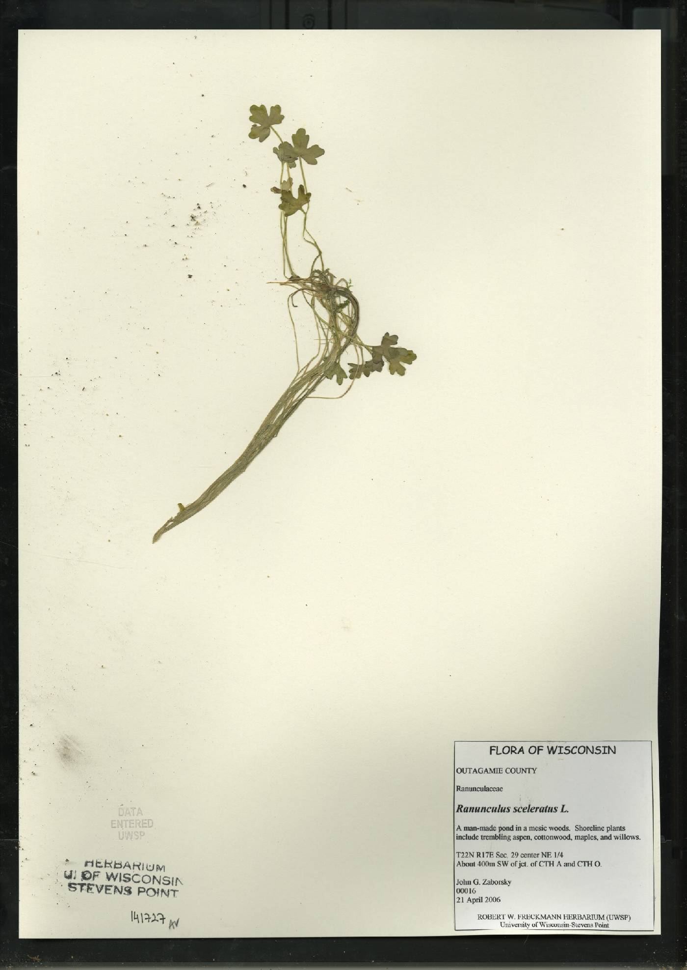 Ranunculus sceleratus image