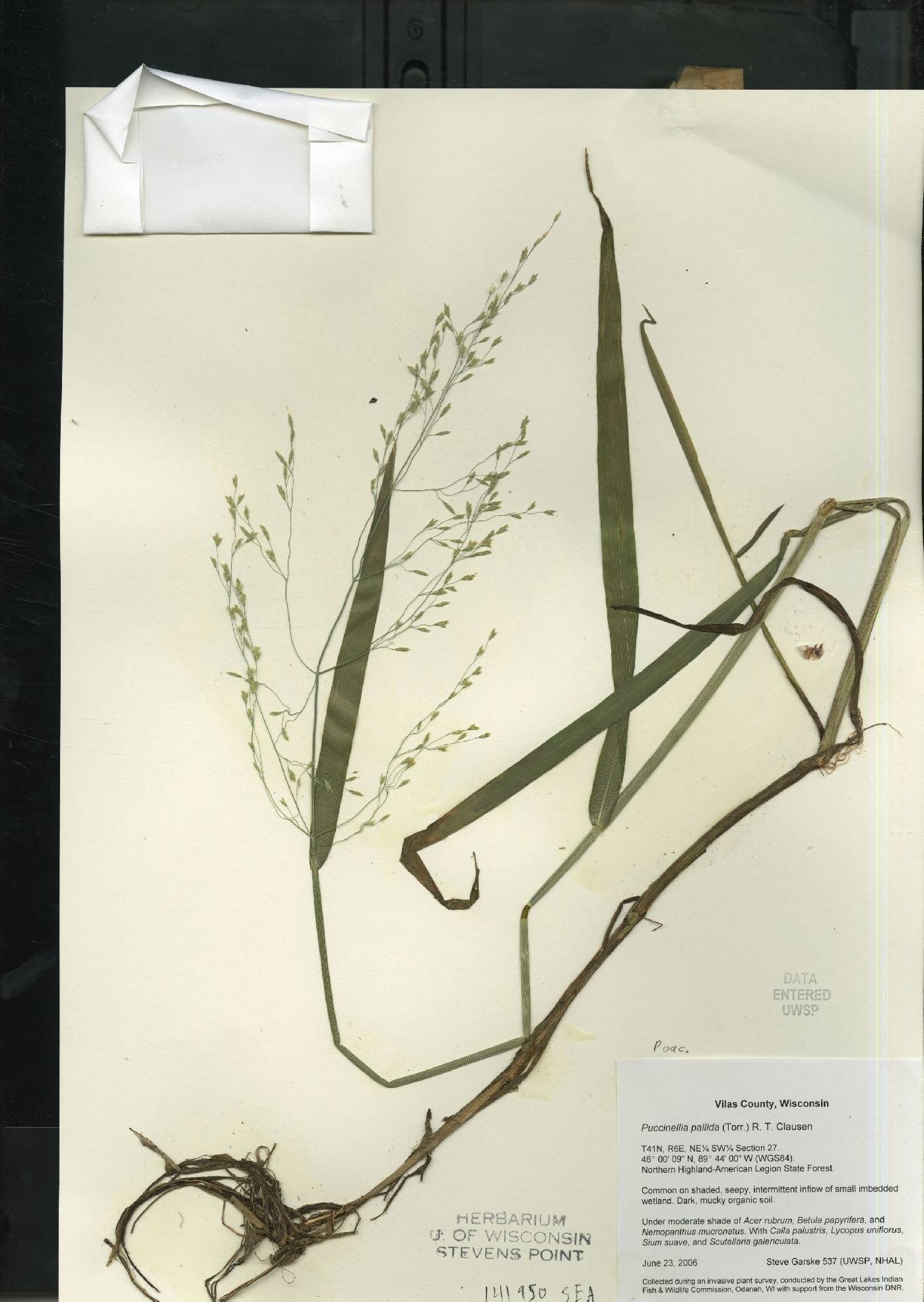 Torreyochloa pallida image