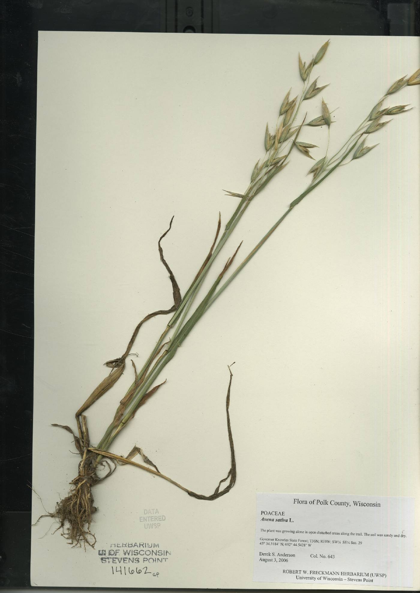 Avena sativa image