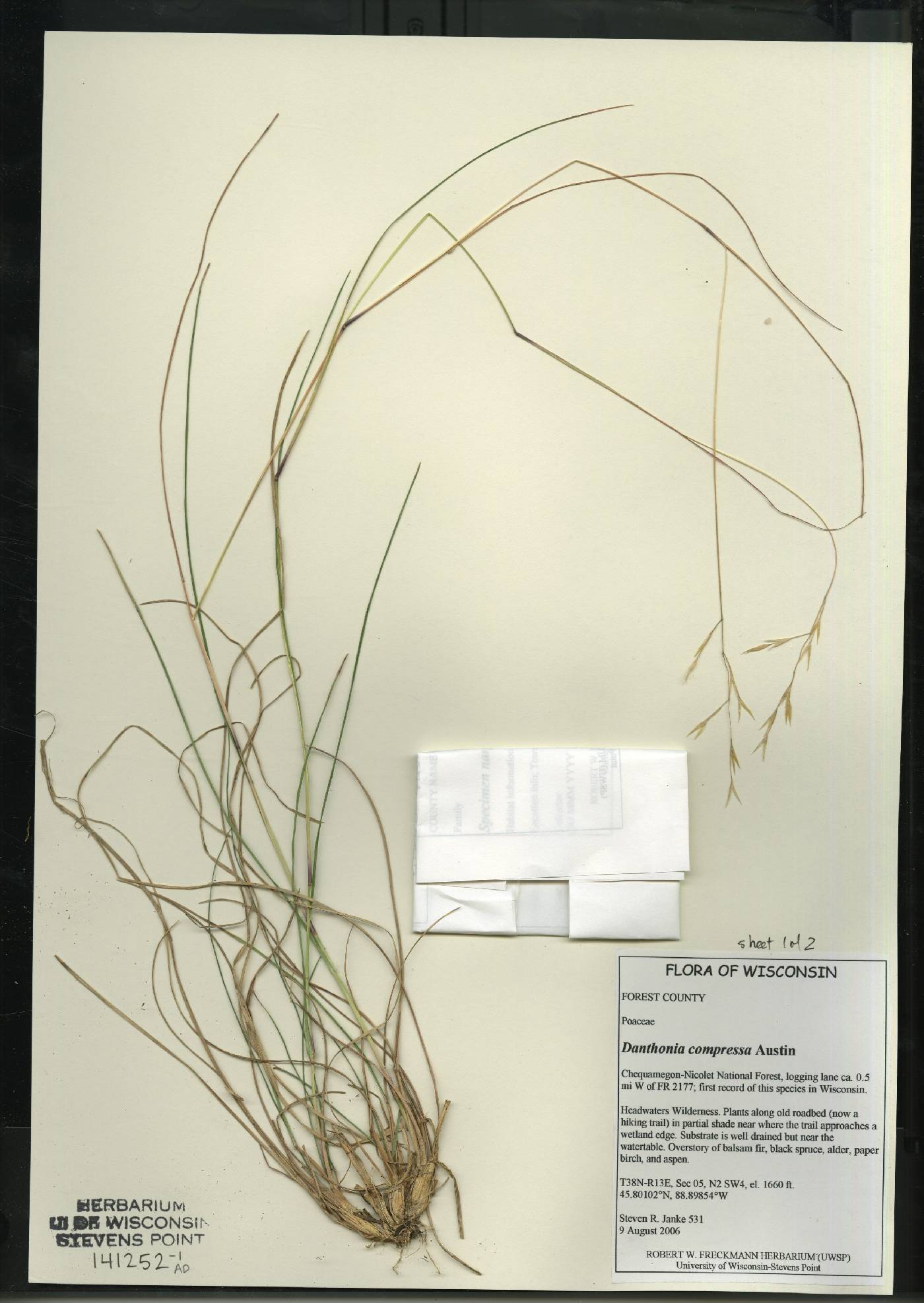 Danthonia compressa image