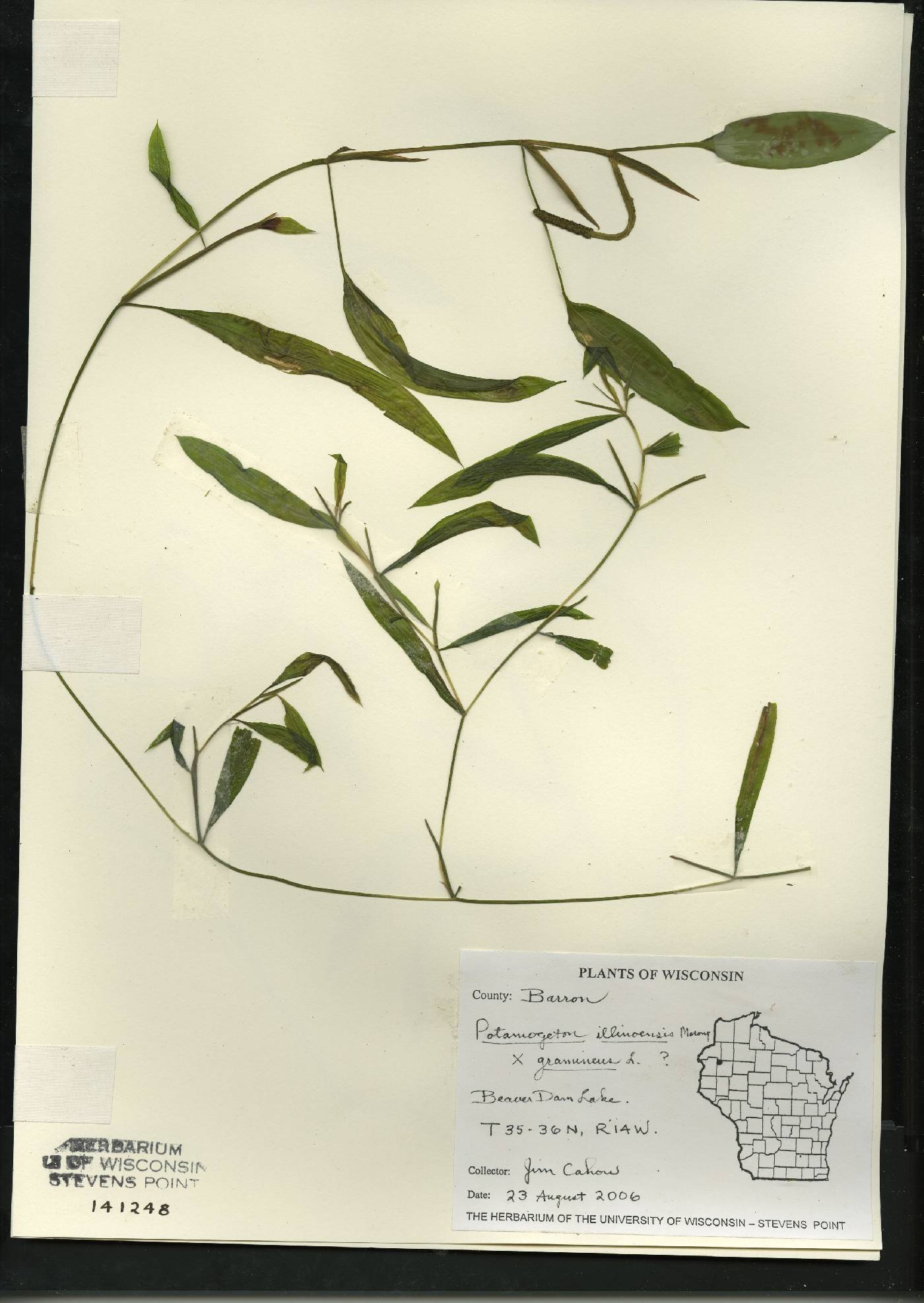 Potamogeton x spathuliformis image