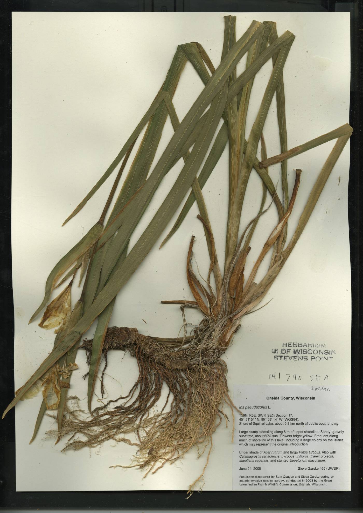 Iris pseudacorus image