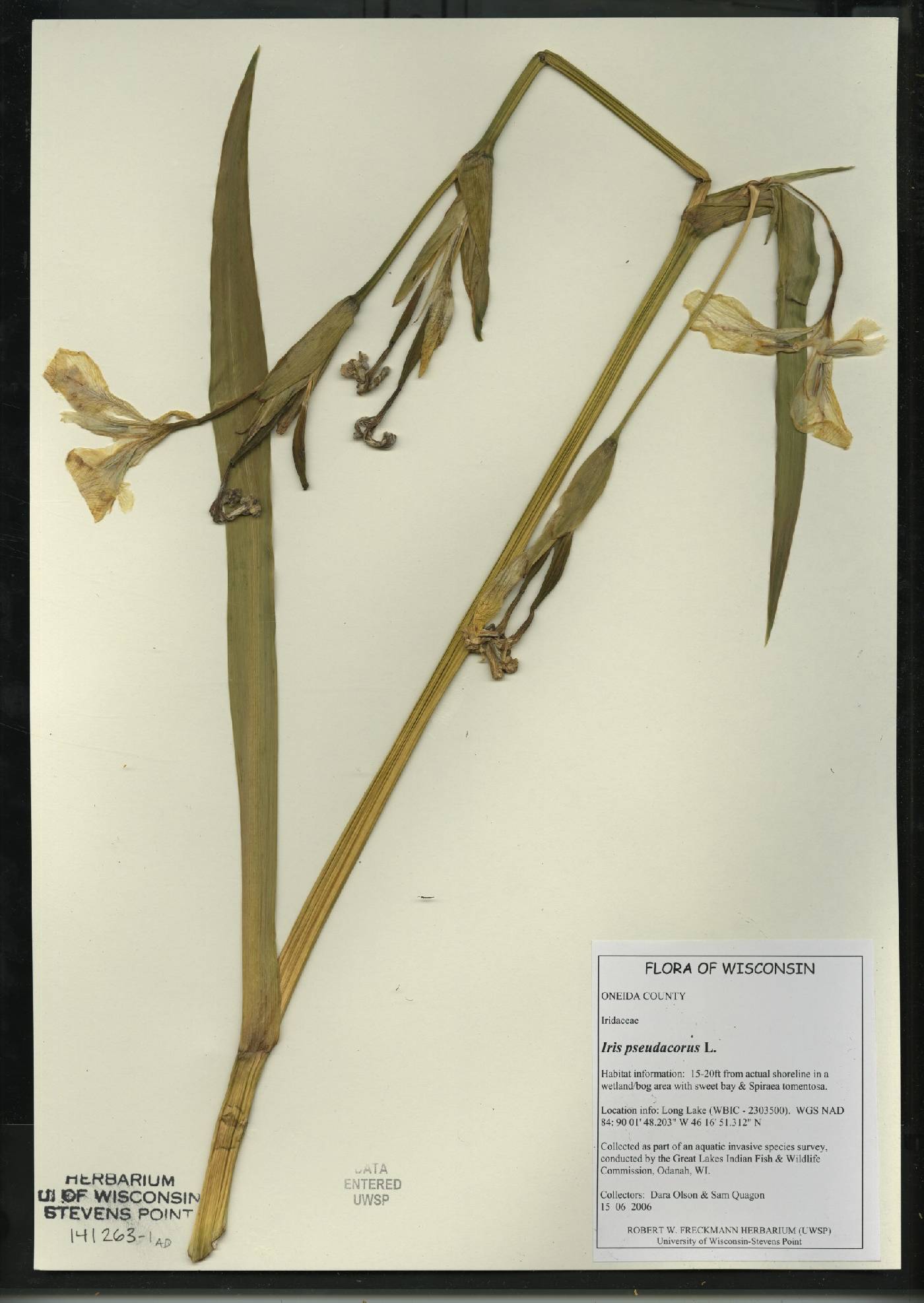 Iris pseudacorus image