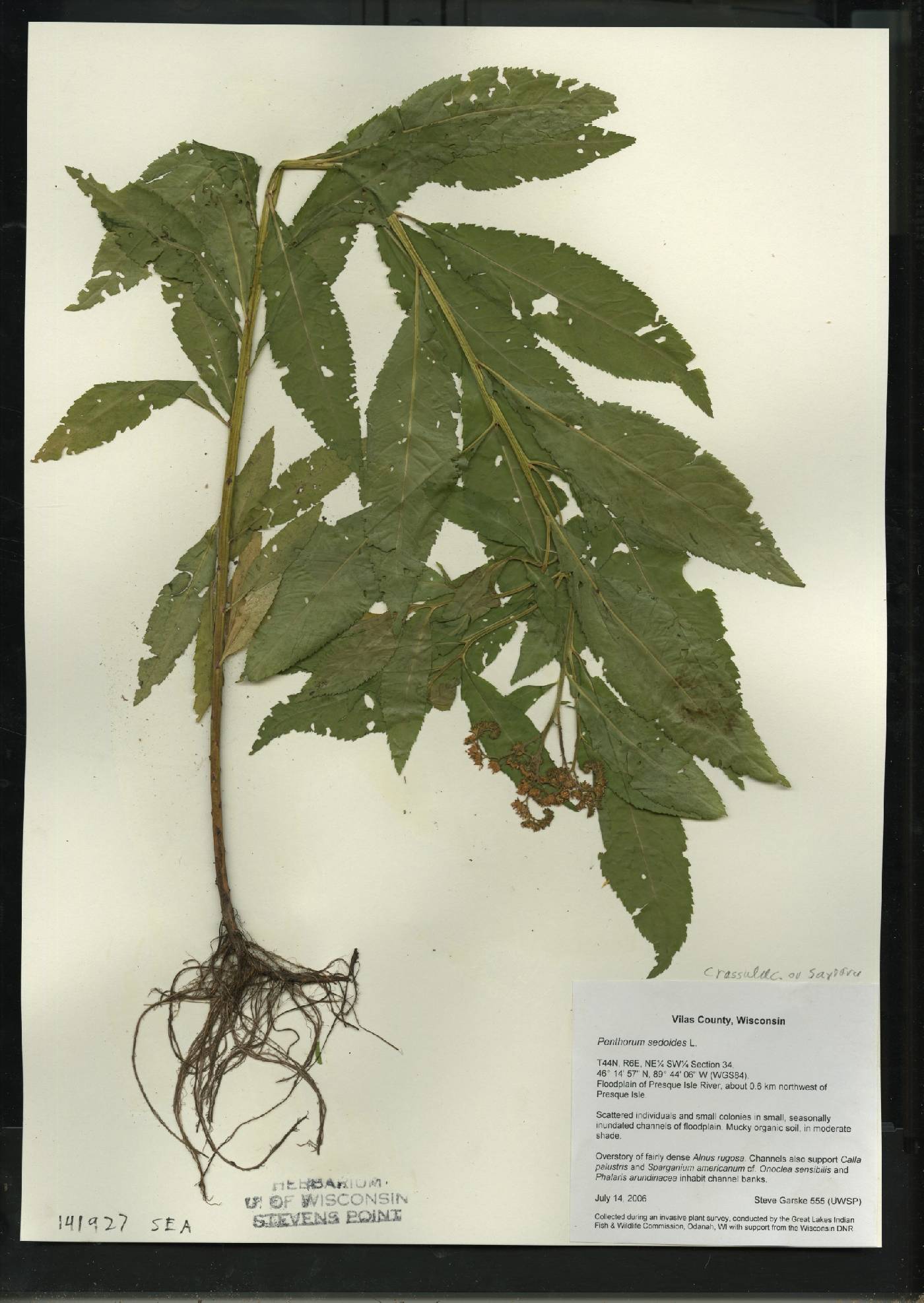 Penthorum sedoides image