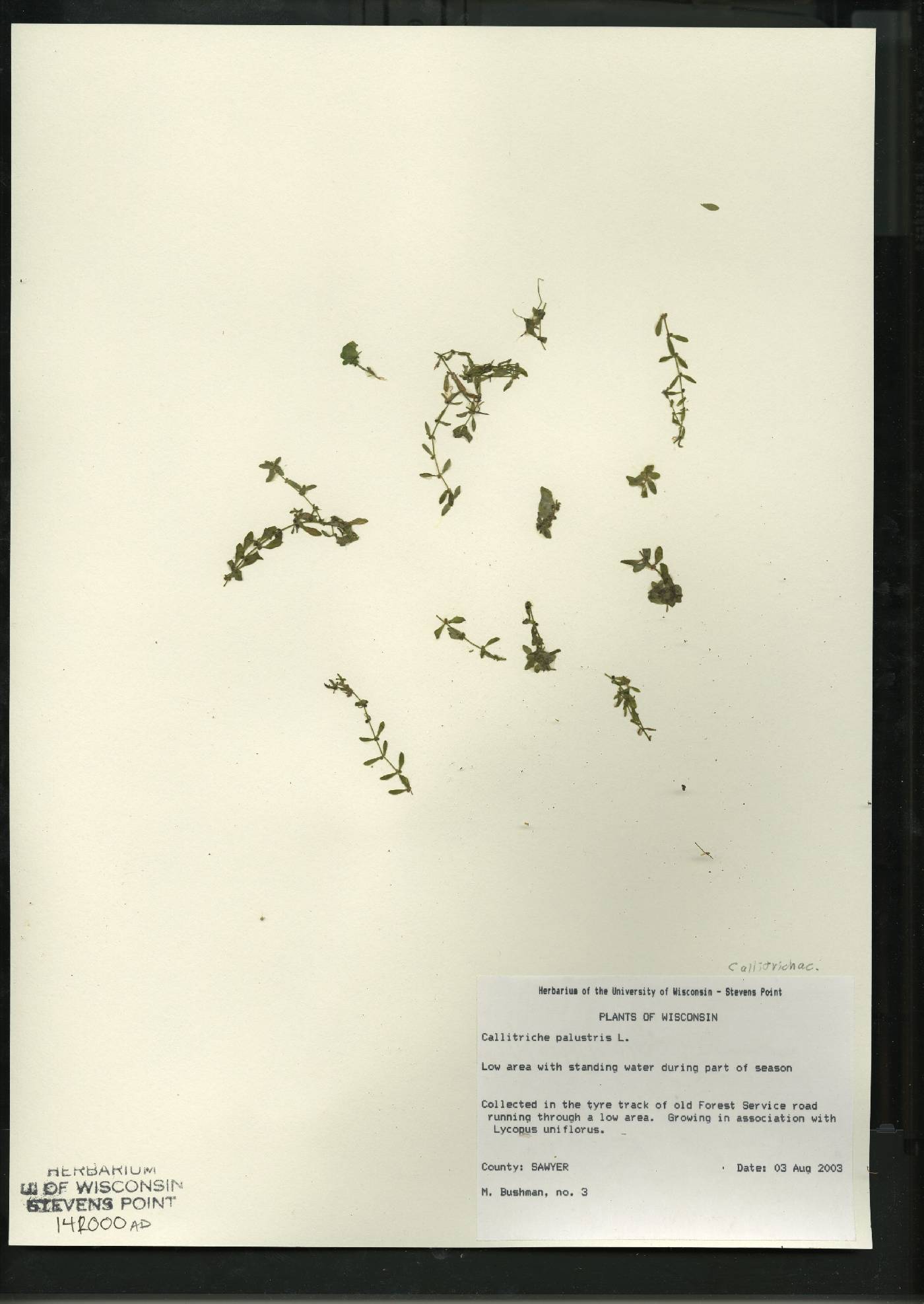Callitriche palustris image