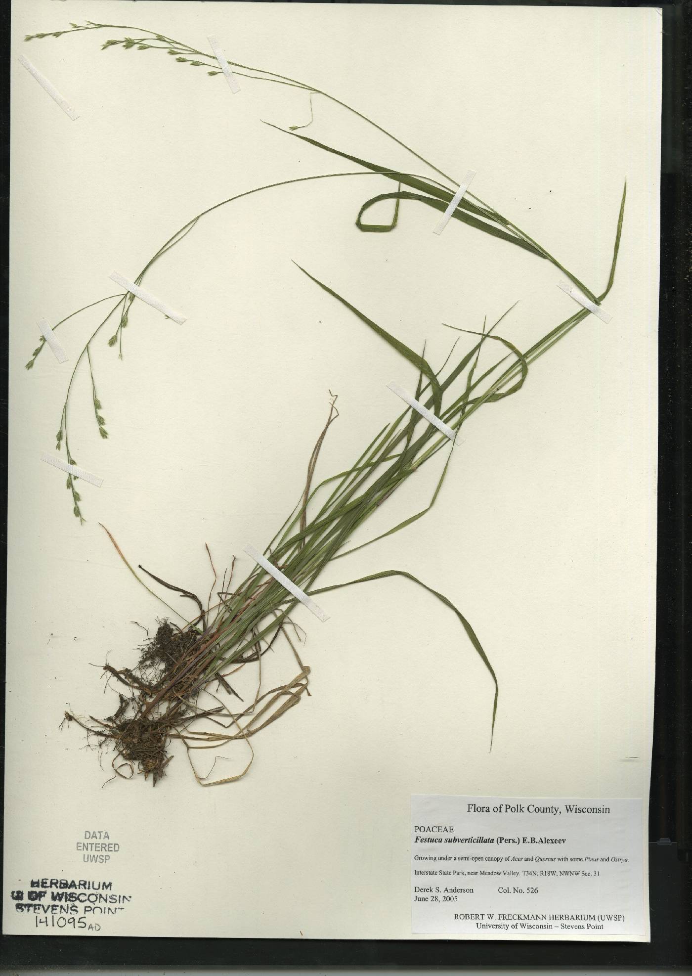 Festuca subverticillata image