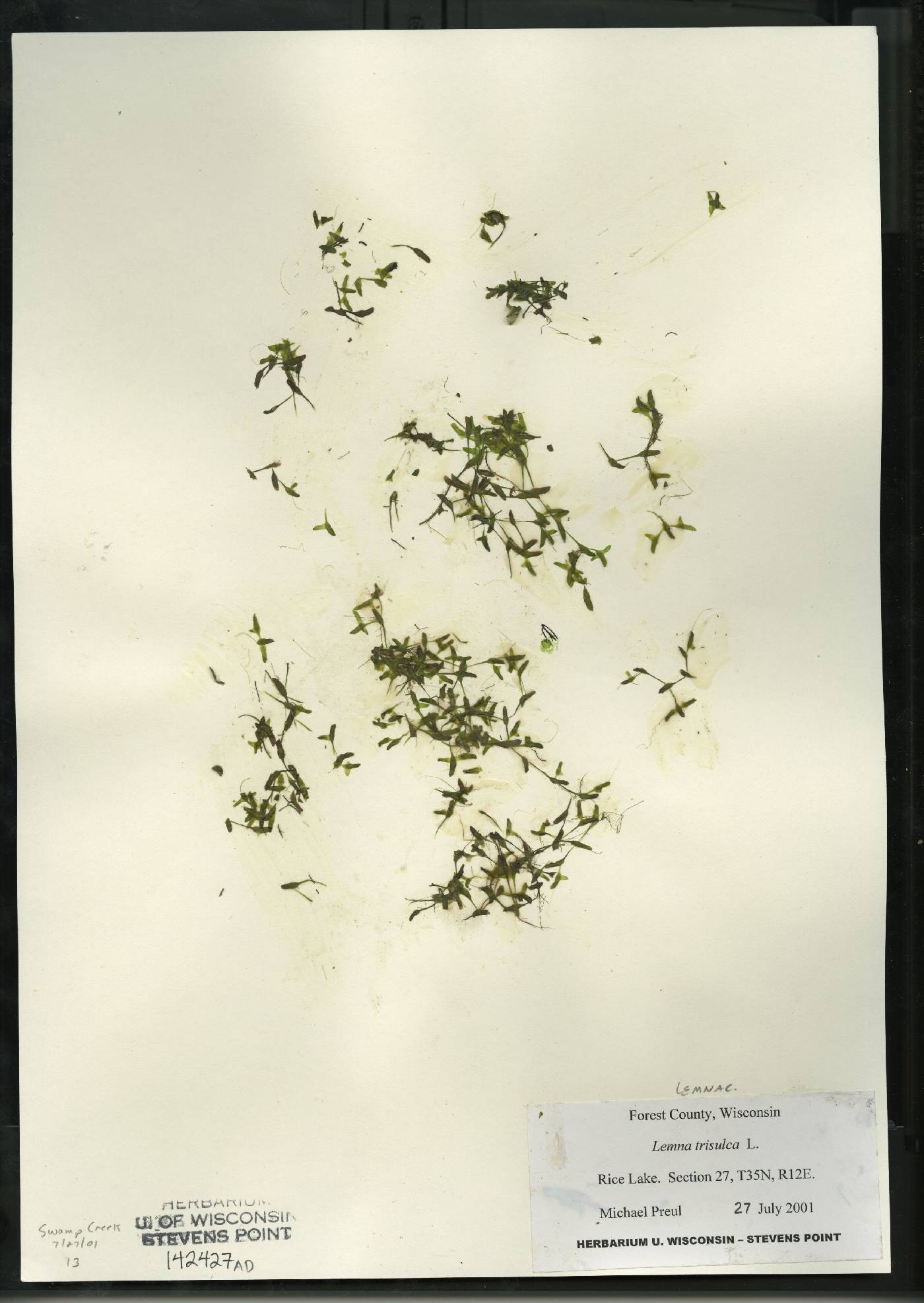 Lemna trisulca image