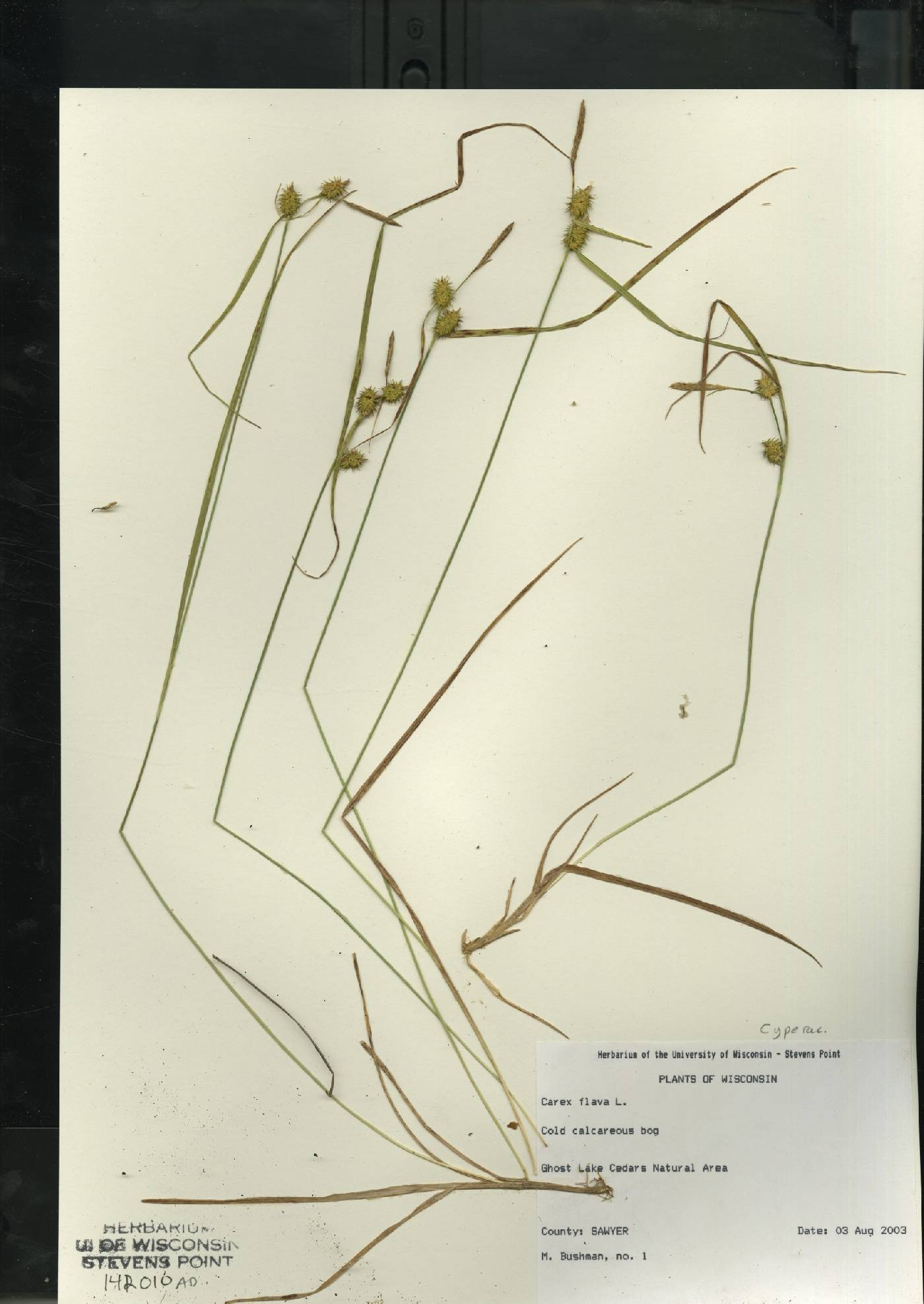Carex flava image