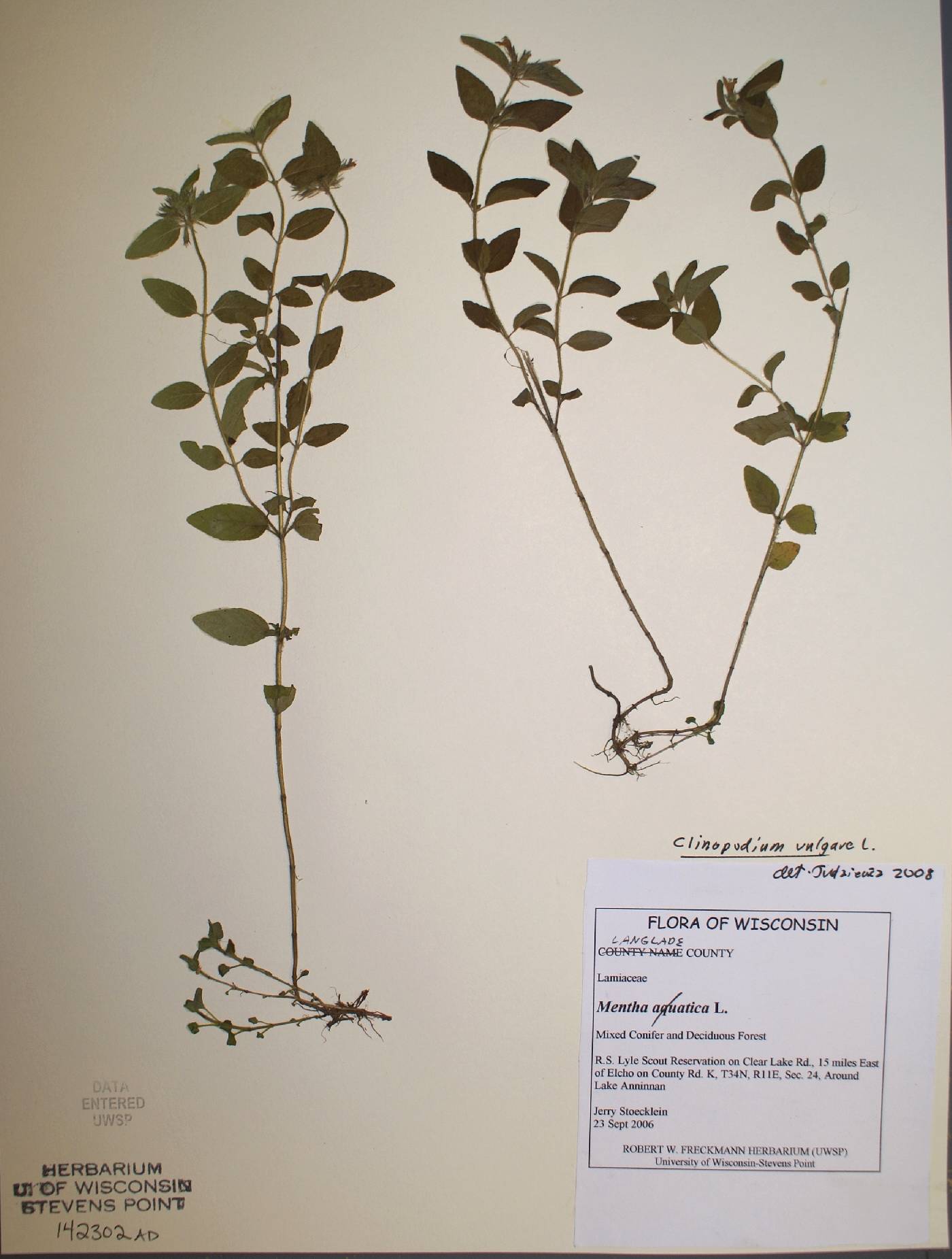 Clinopodium vulgare image