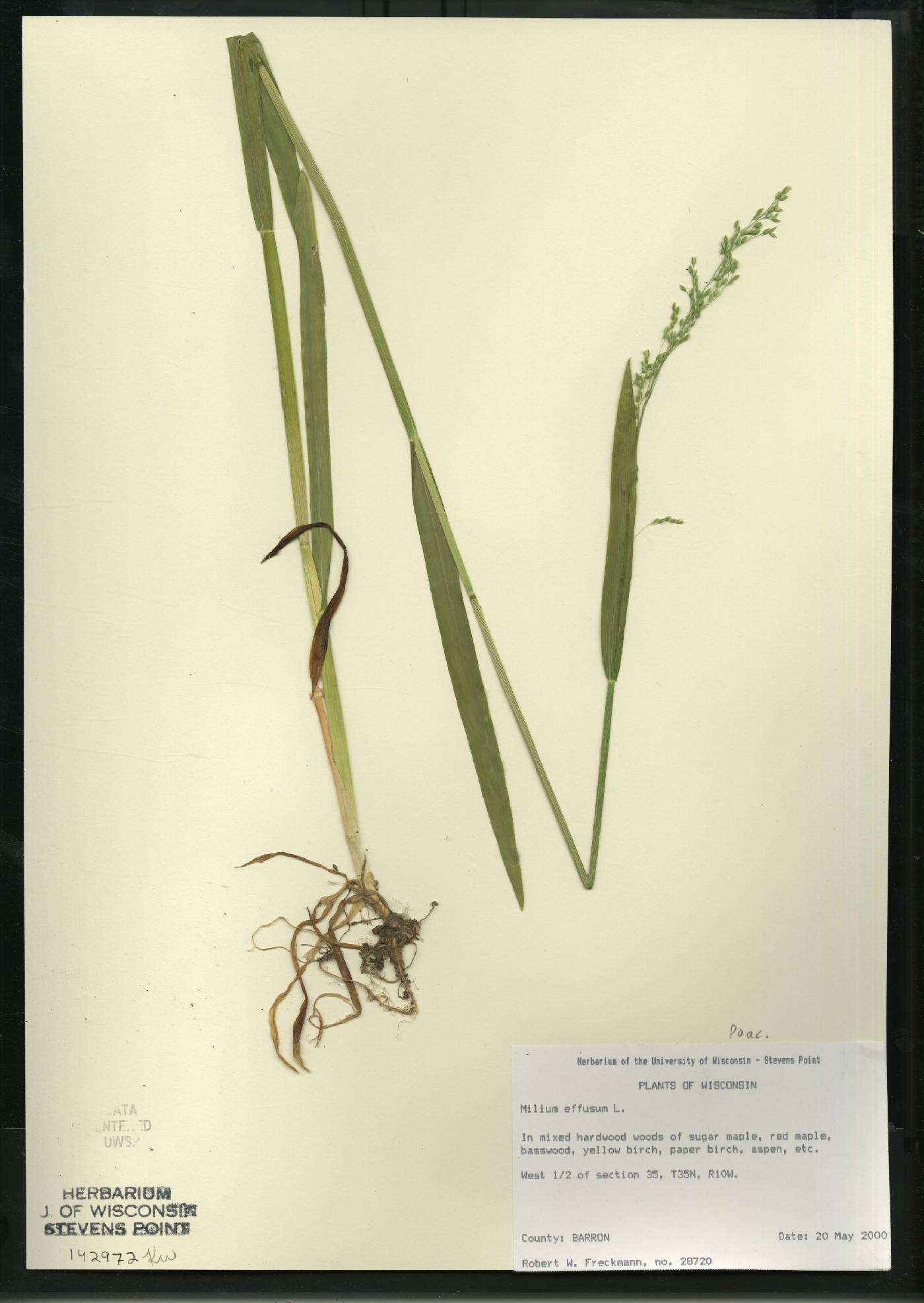 Milium effusum image