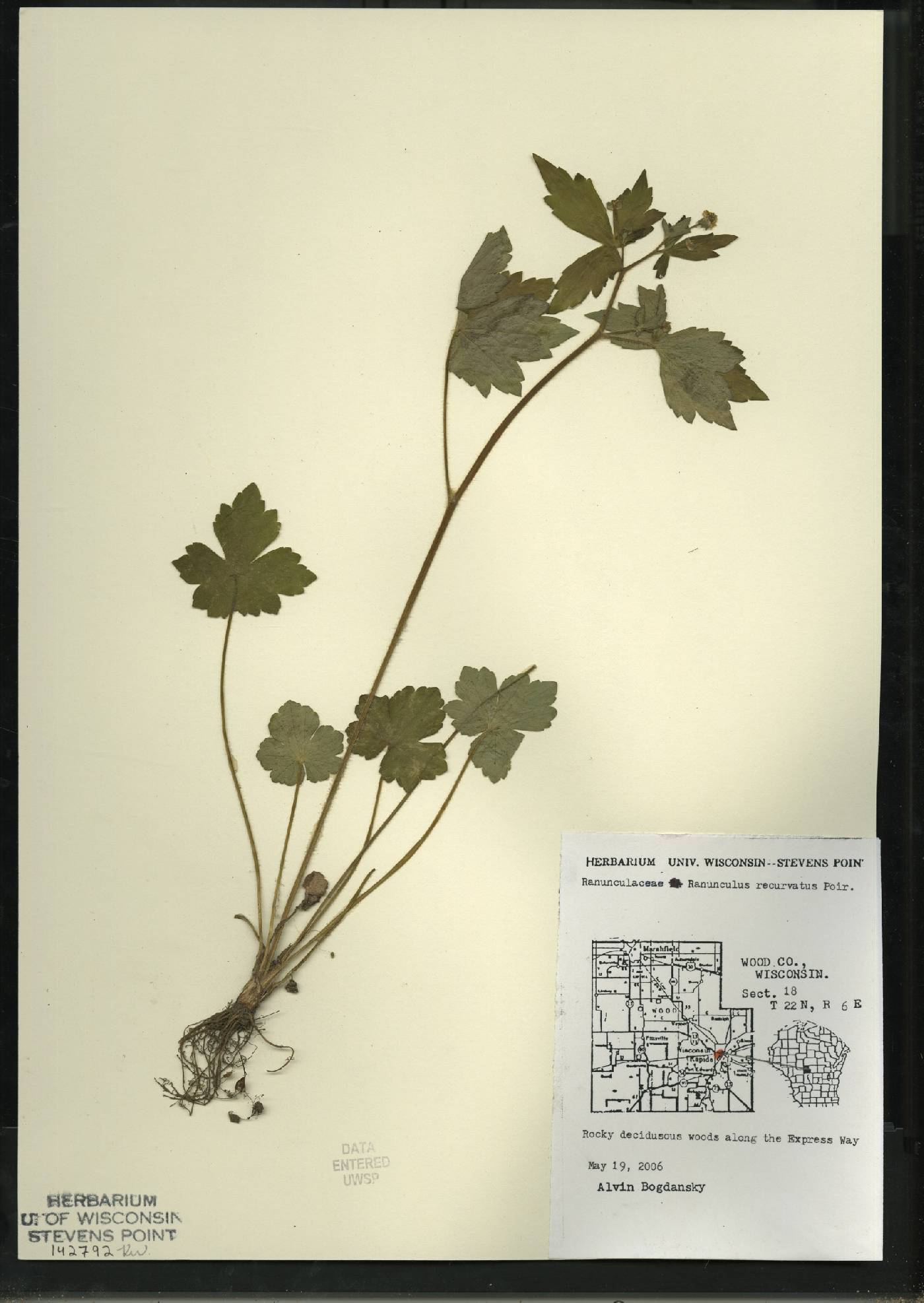 Ranunculus recurvatus var. recurvatus image