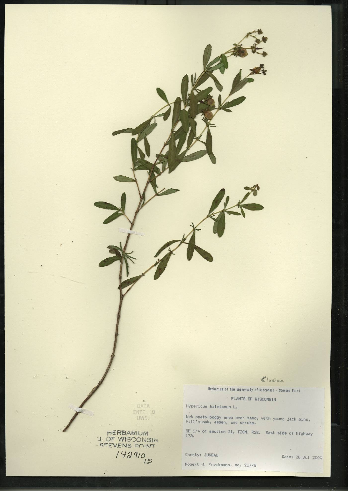 Hypericum kalmianum image