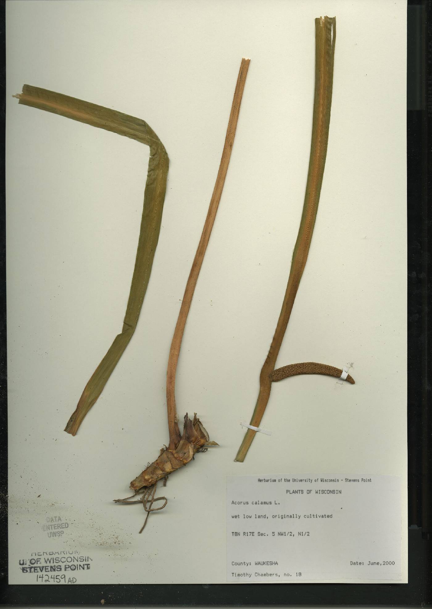 Acorus calamus image