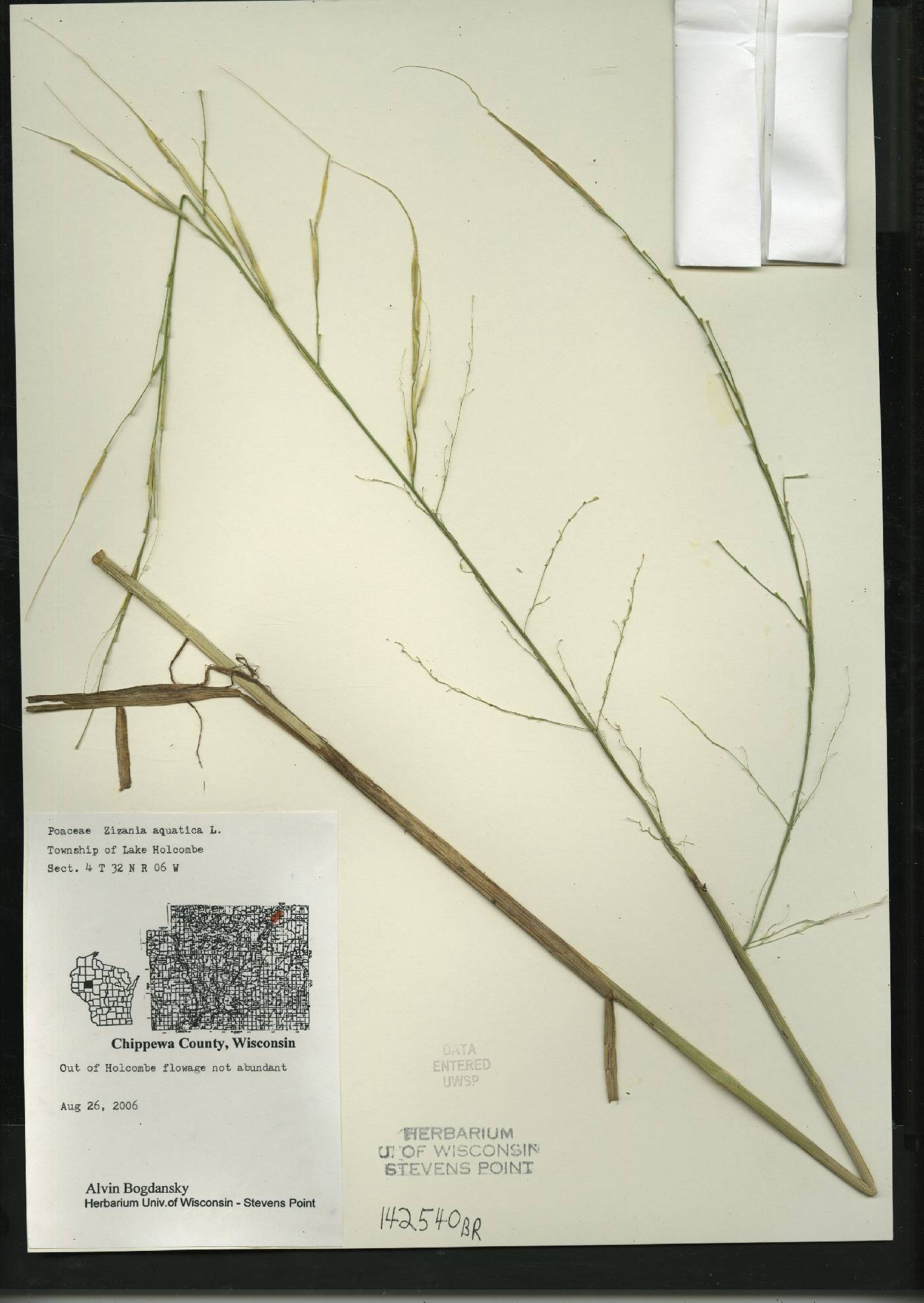 Zizania aquatica image