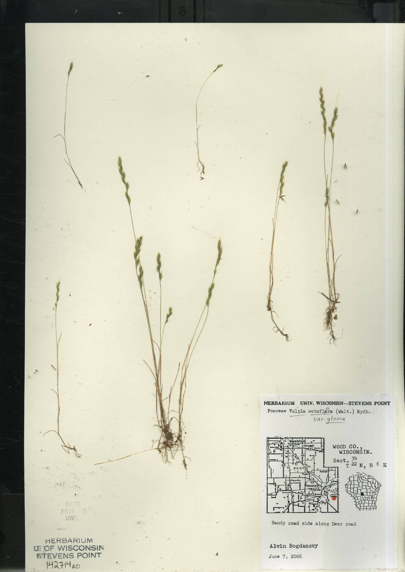 Festuca octoflora image