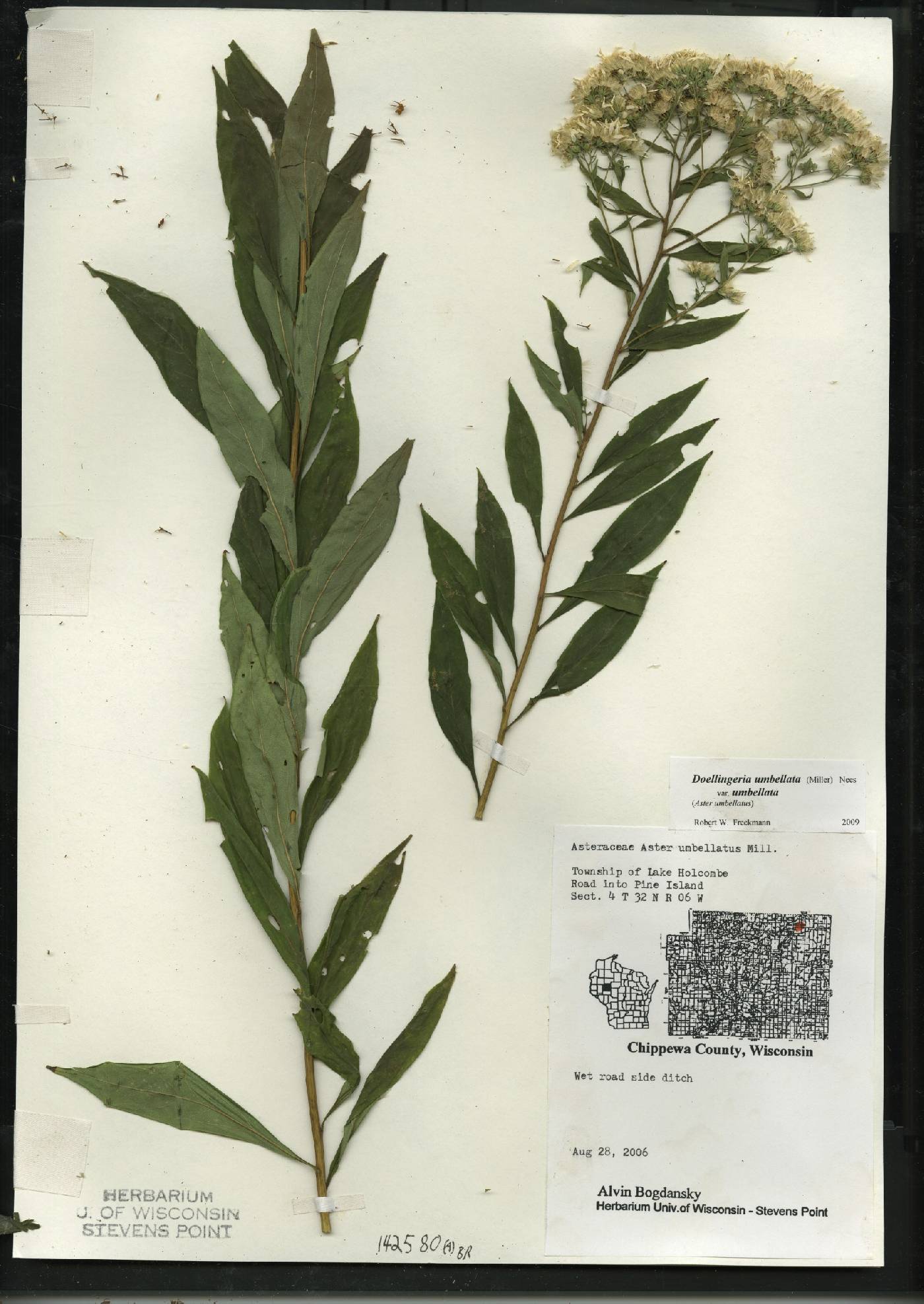 Doellingeria umbellata var. umbellata image