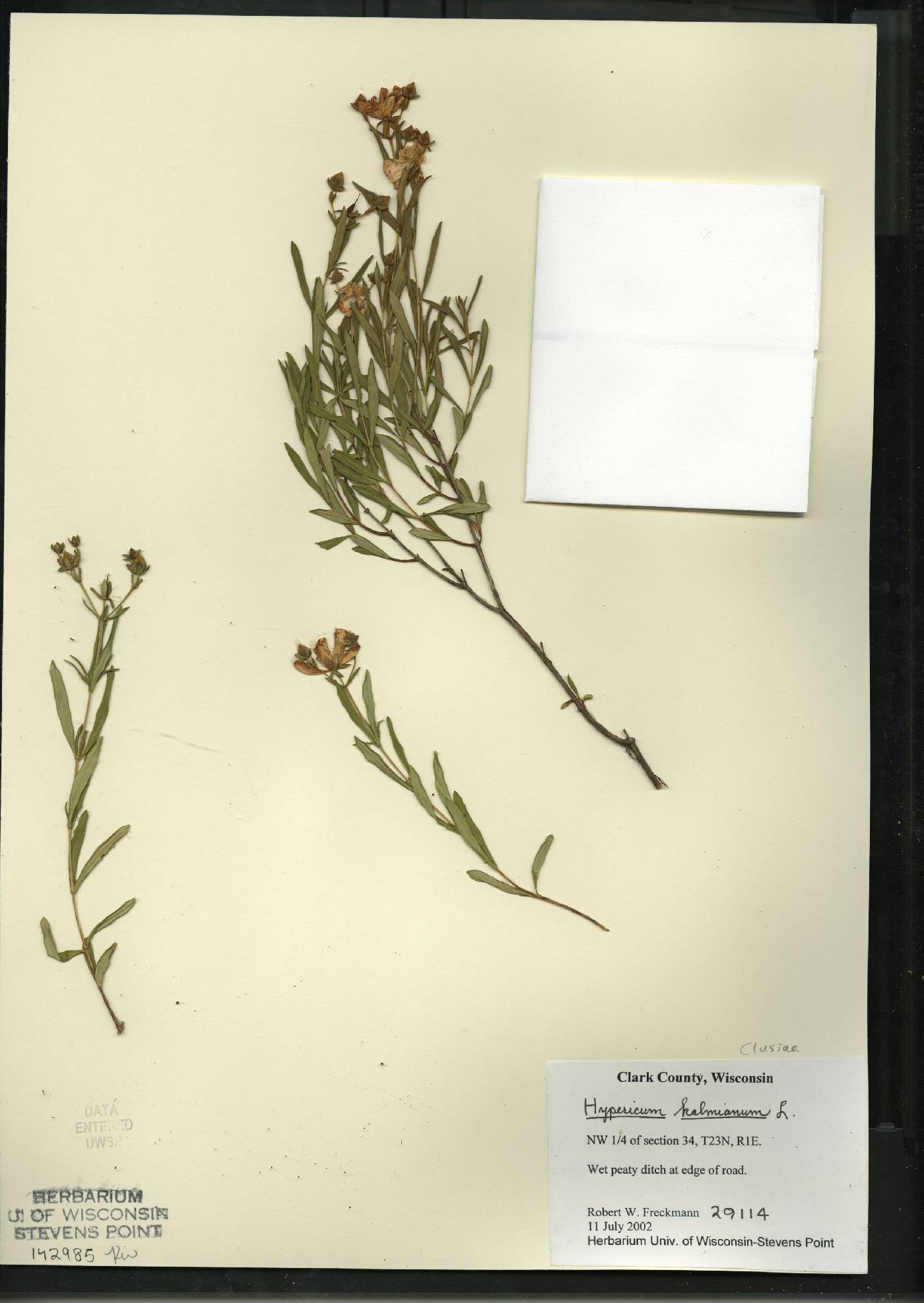 Hypericum kalmianum image