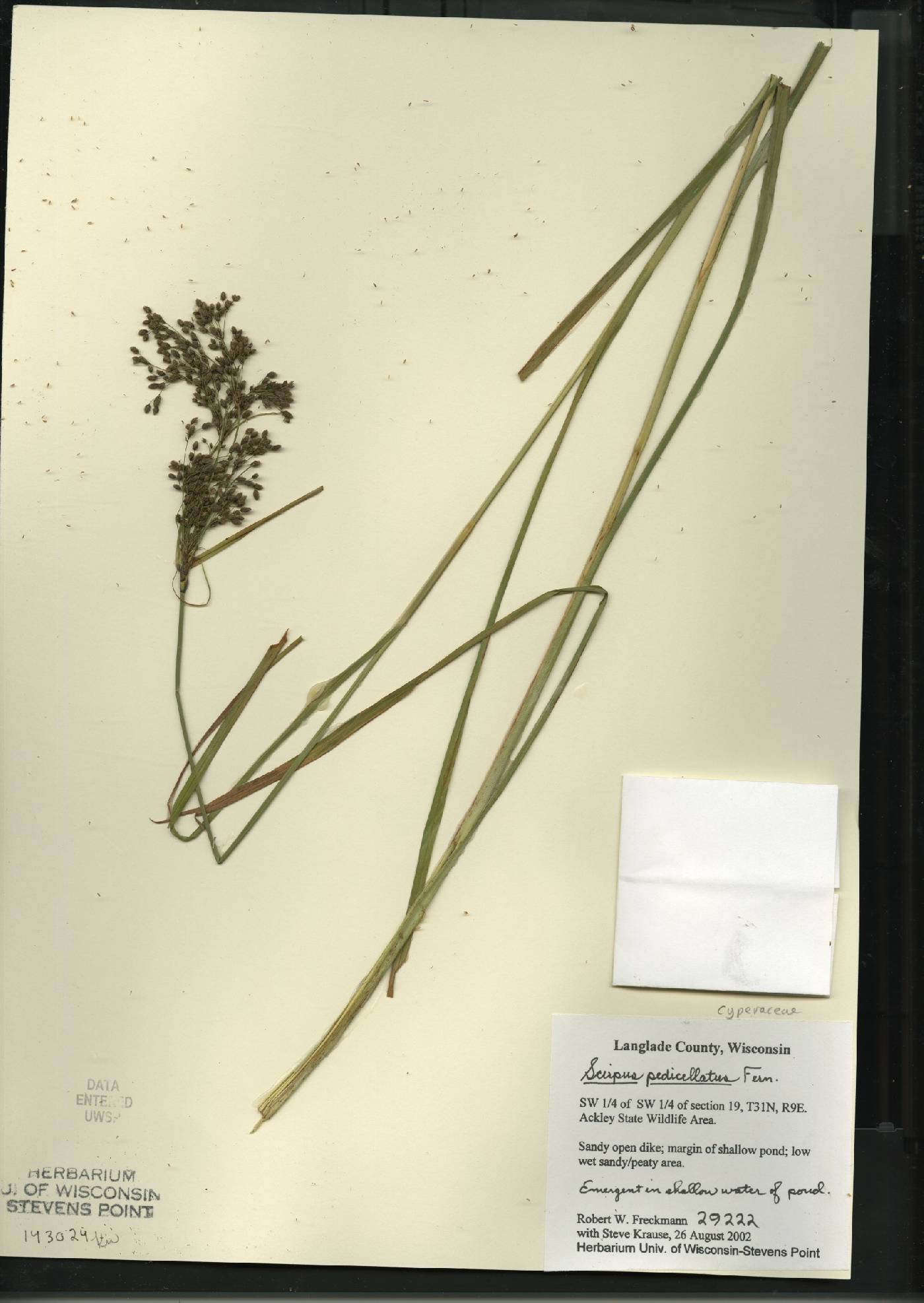 Scirpus pedicellatus image