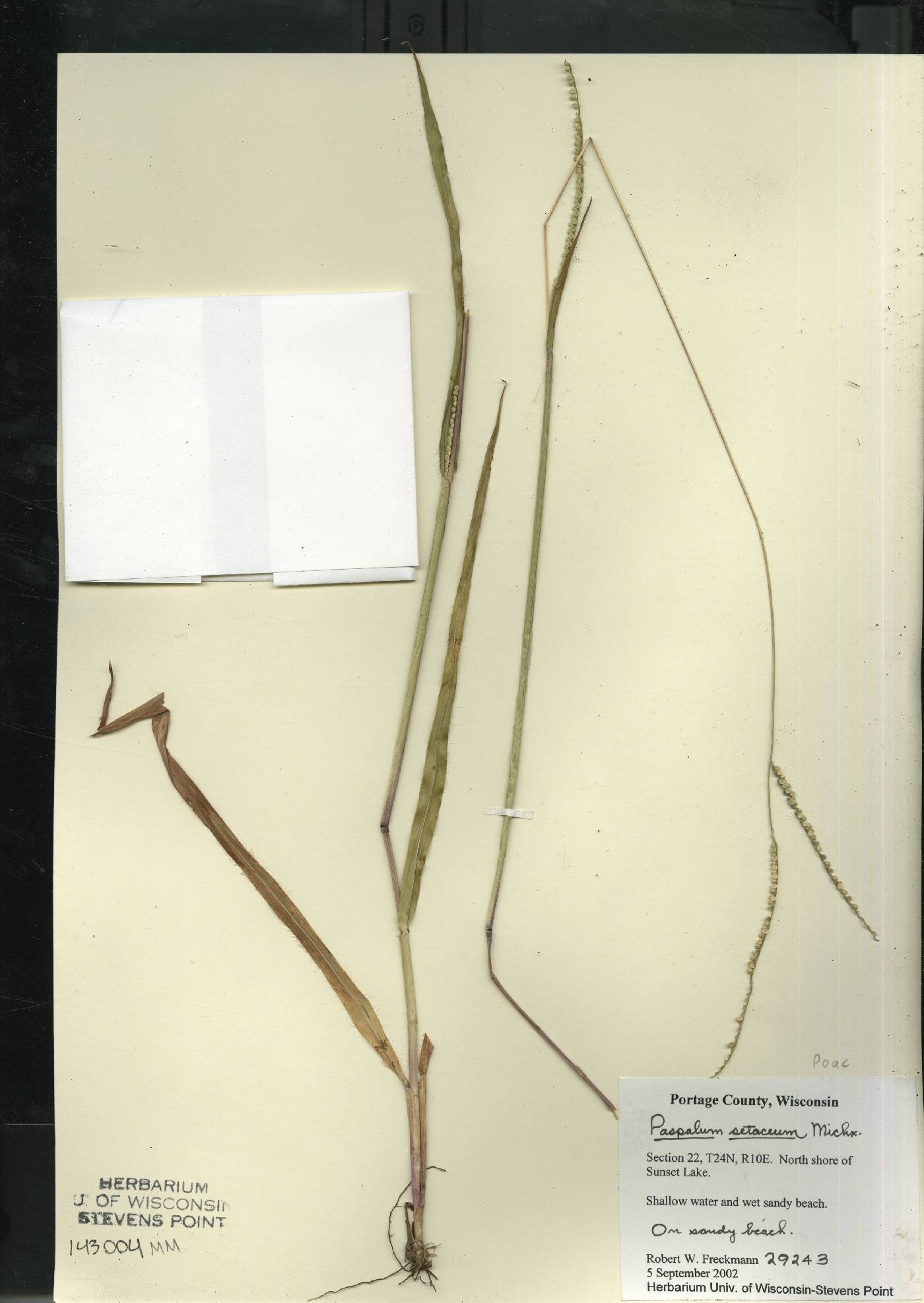 Paspalum setaceum image