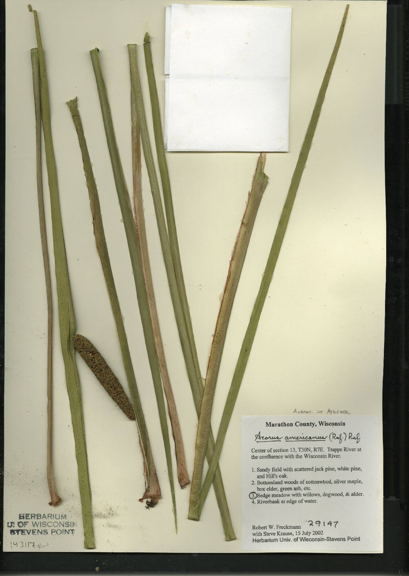 Acorus americanus image