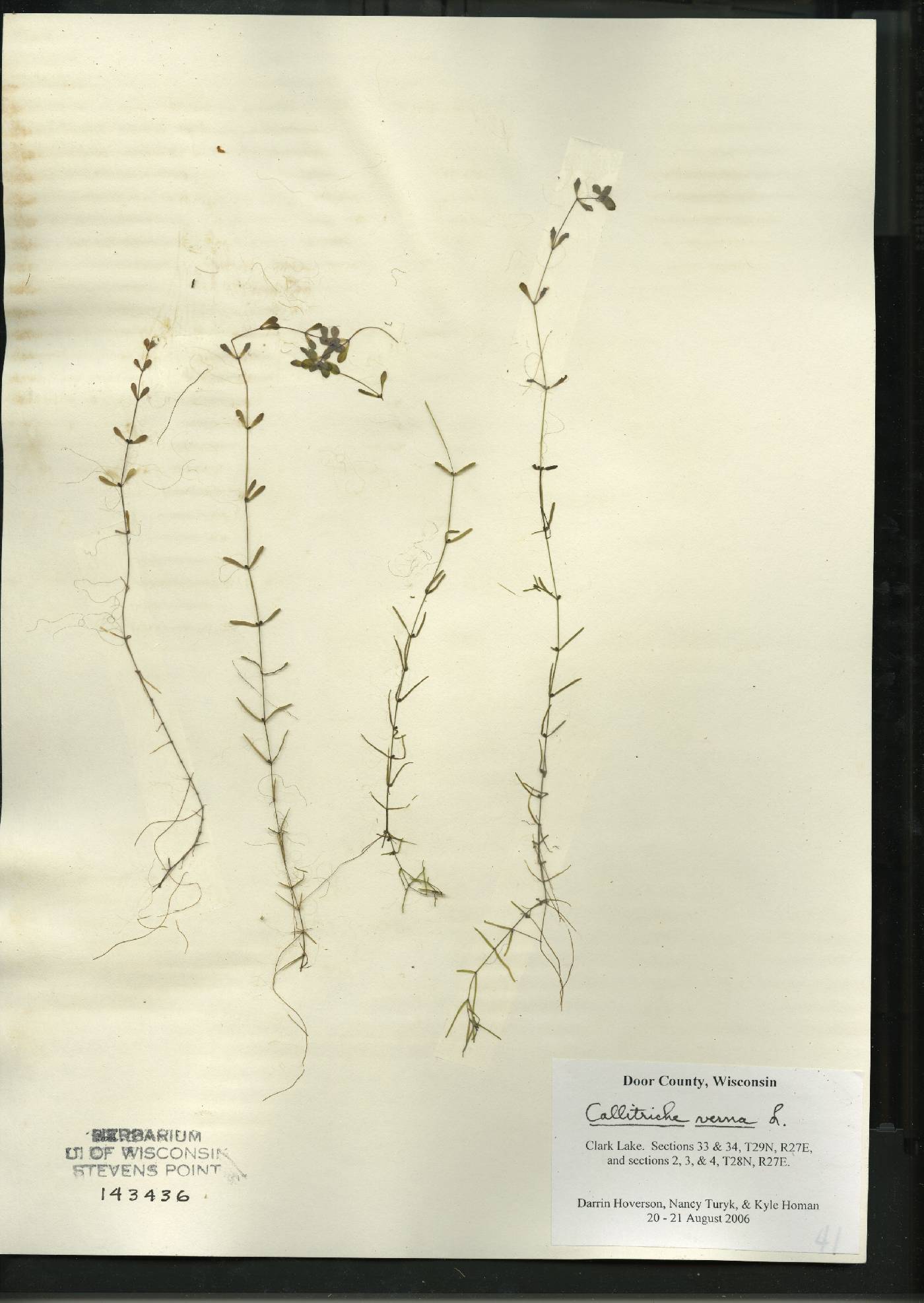 Callitriche palustris image