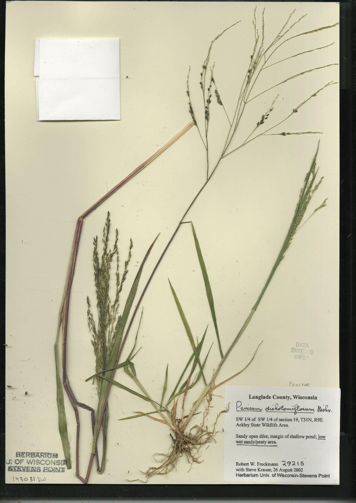 Panicum dichotomiflorum subsp. dichotomiflorum image