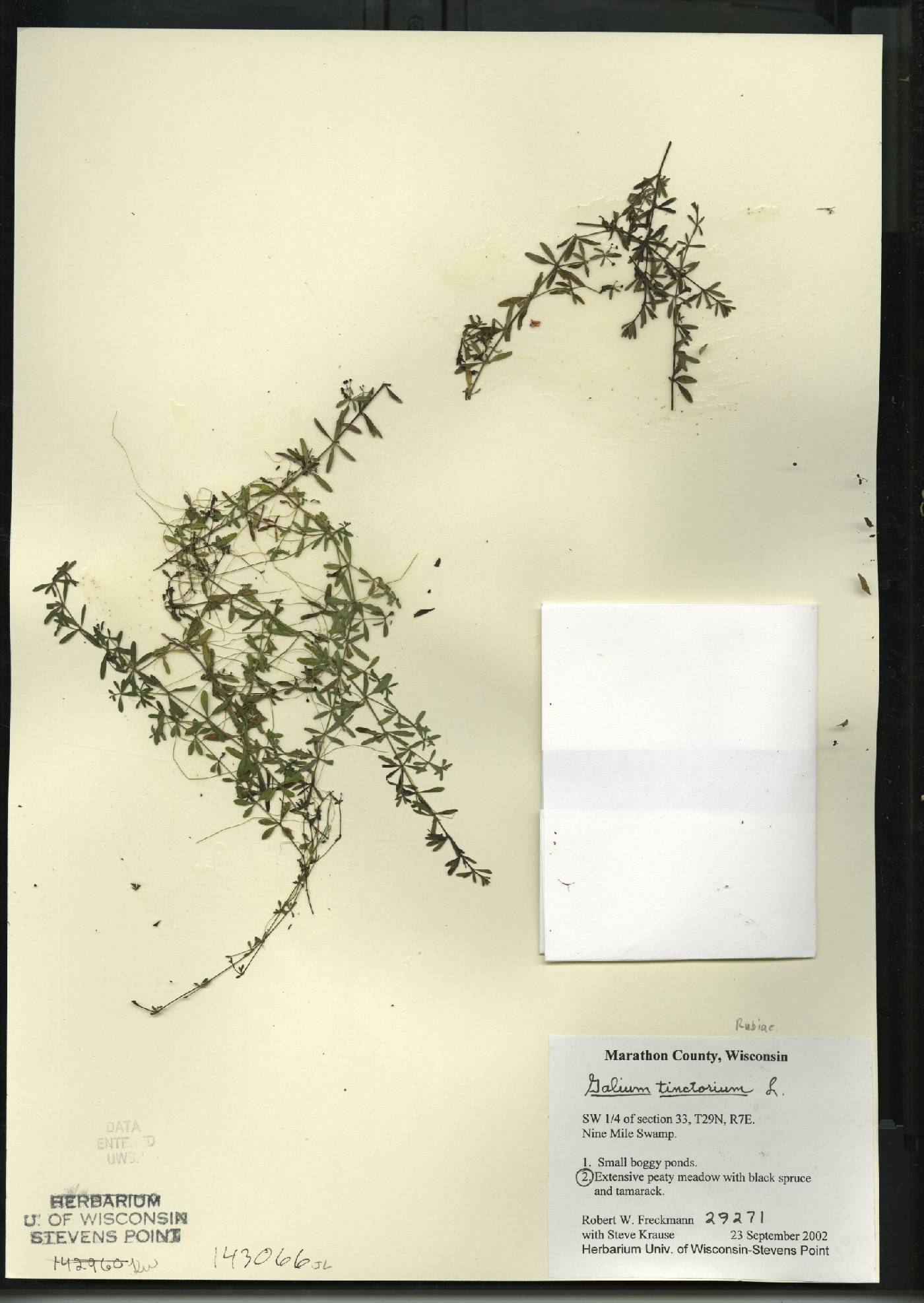 Galium tinctorium image