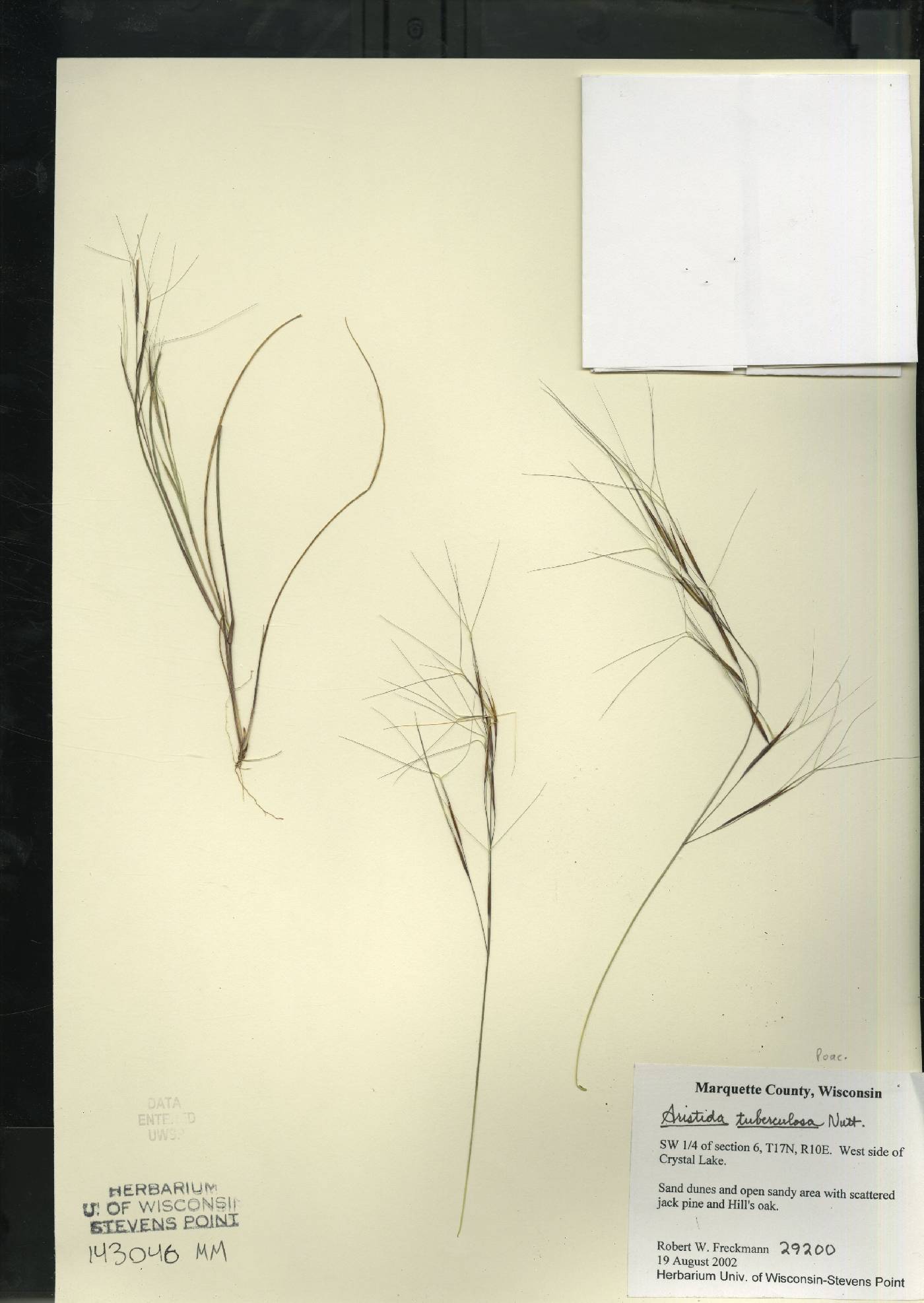Aristida tuberculosa image
