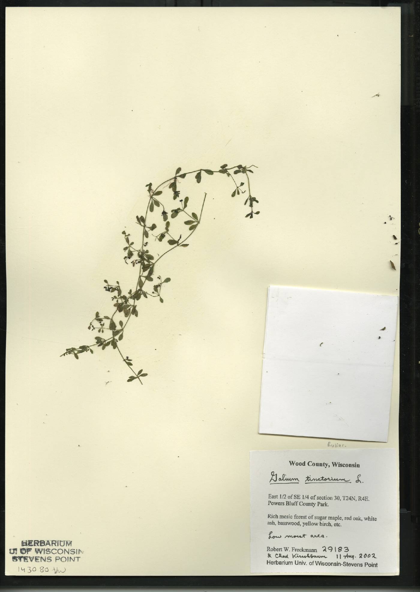 Galium tinctorium image