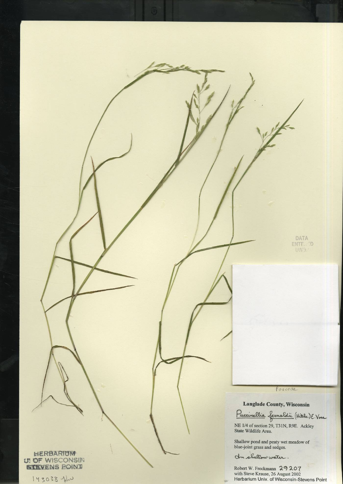 Torreyochloa fernaldii image