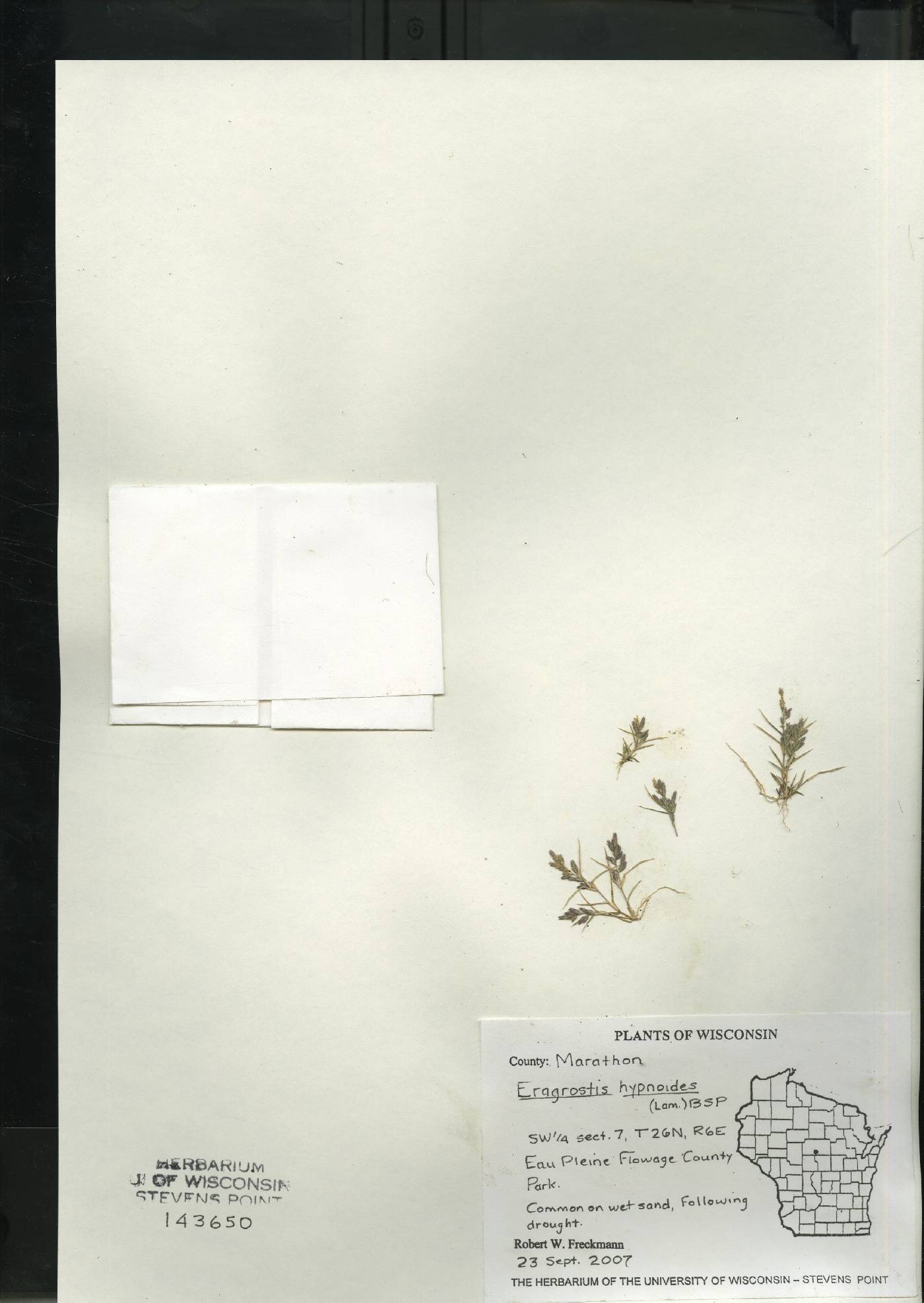 Eragrostis hypnoides image