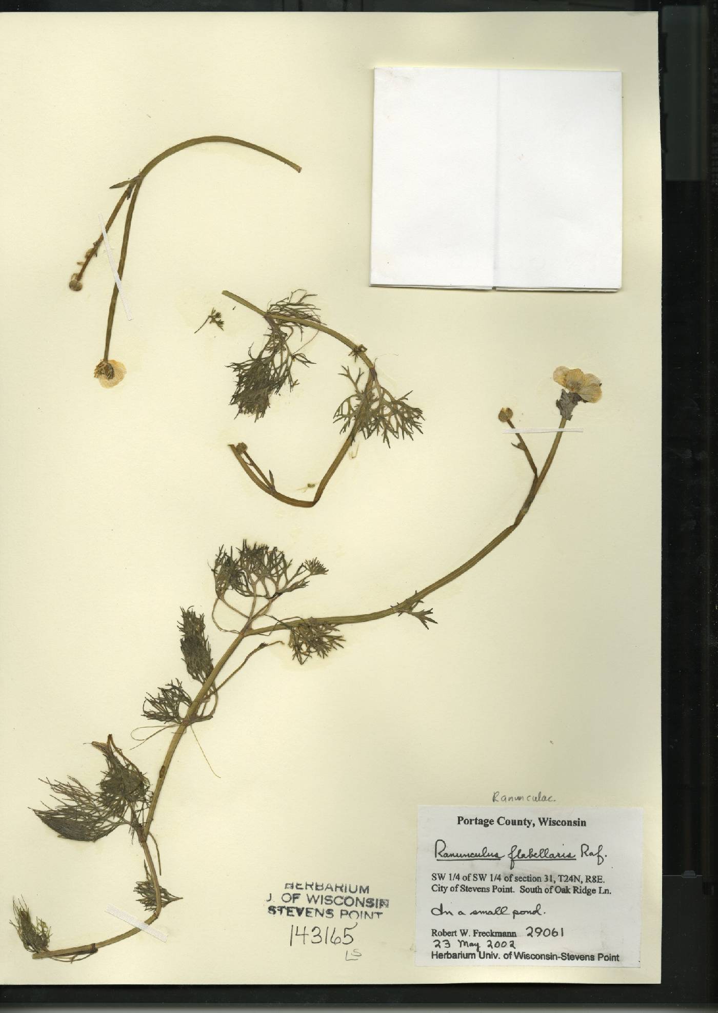 Ranunculus flabellaris image