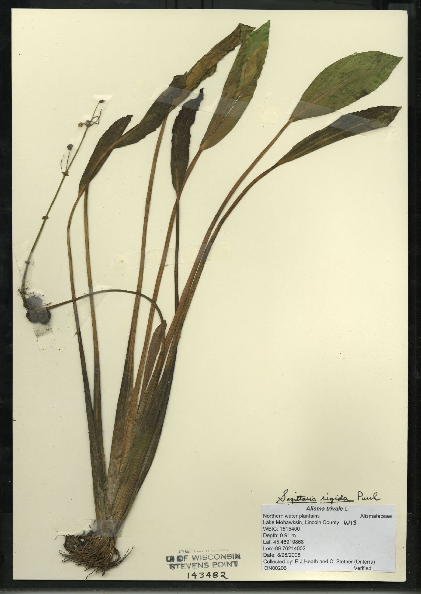 Sagittaria rigida image