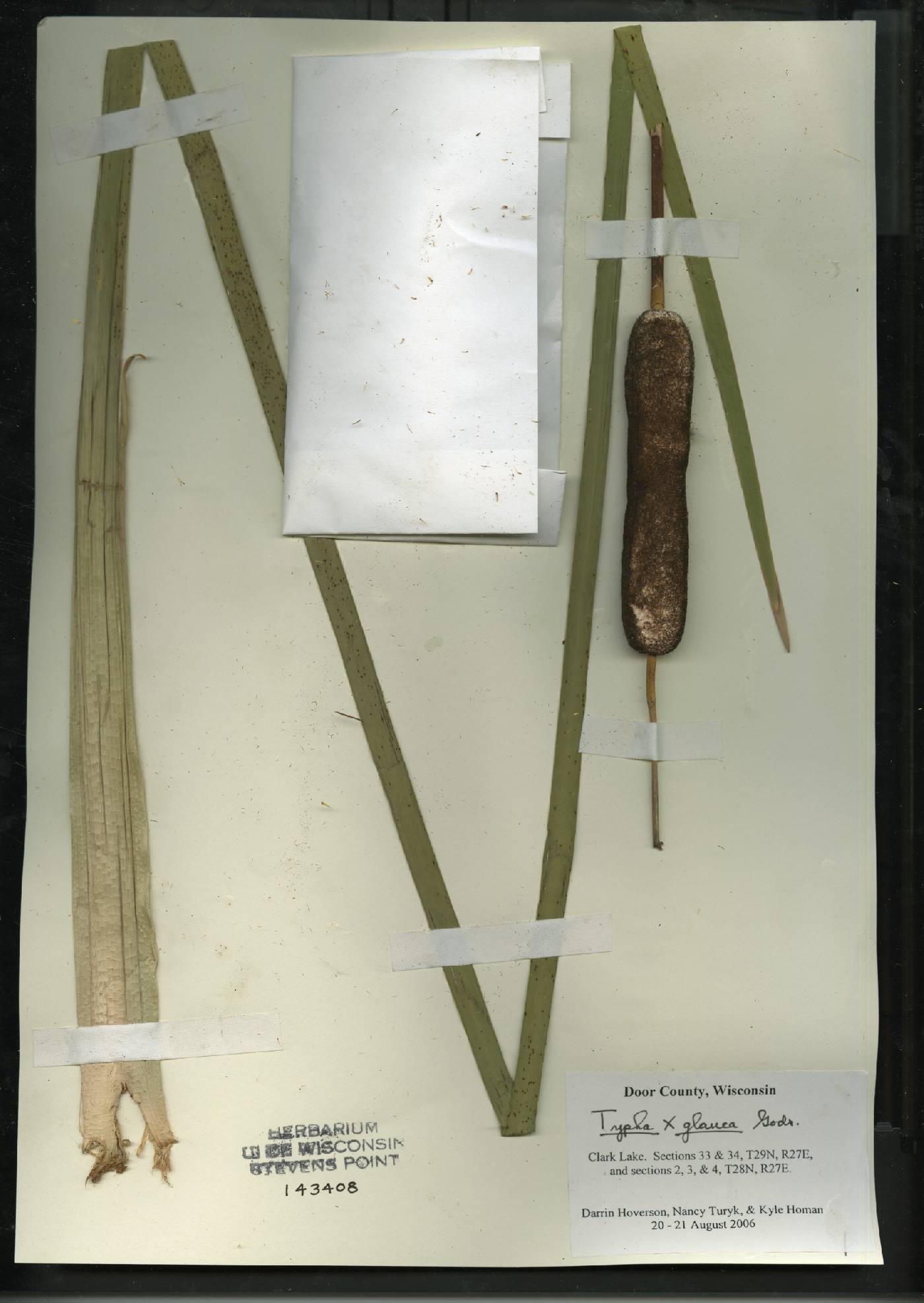 Typha X glauca image