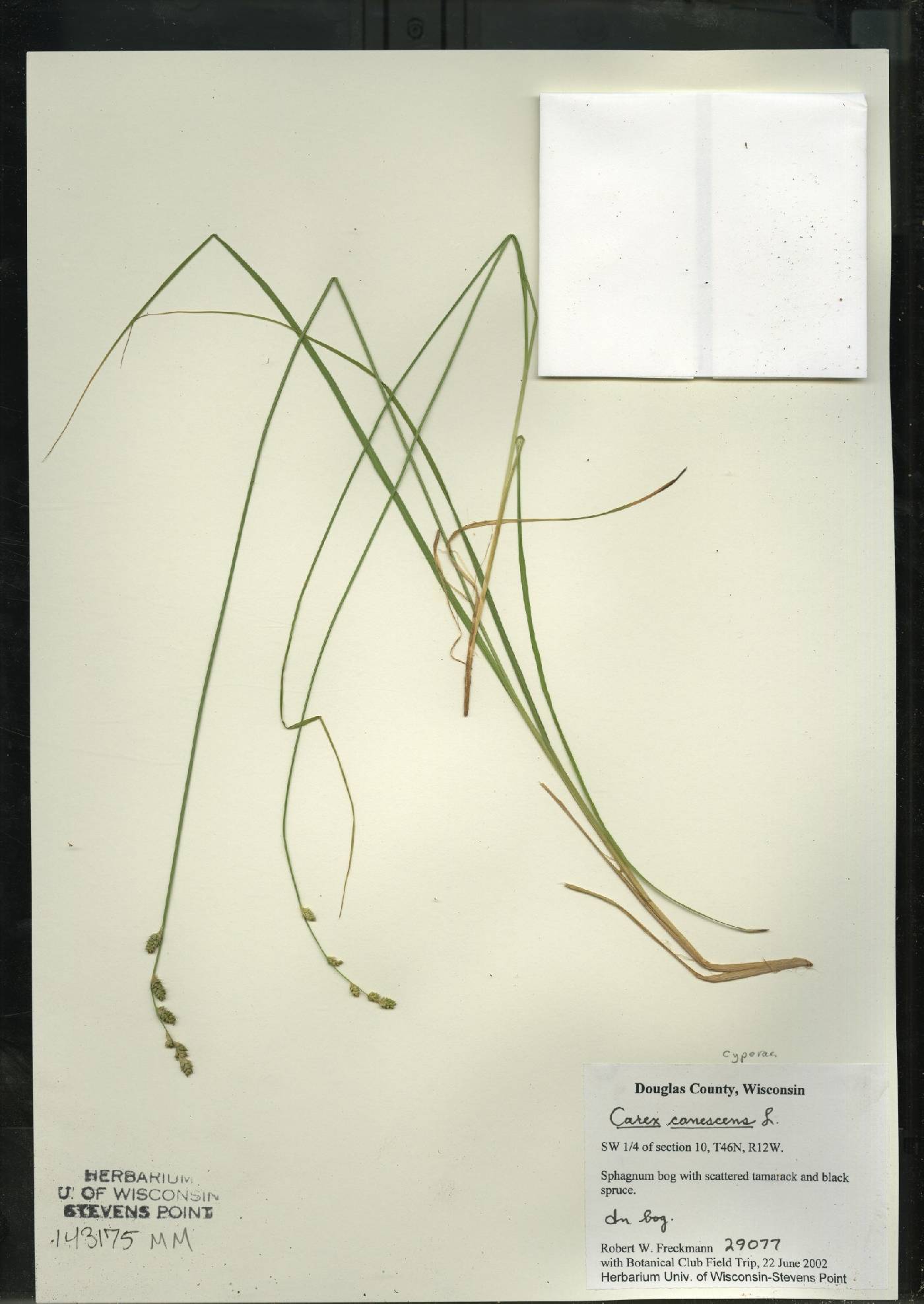 Carex canescens image