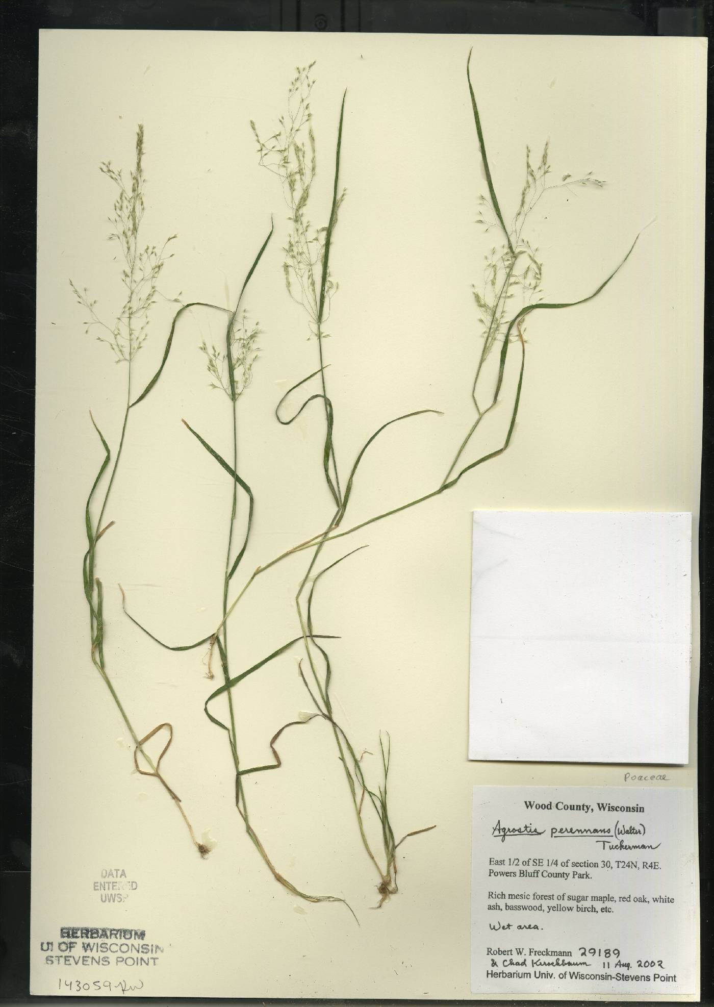 Agrostis perennans var. perennans image