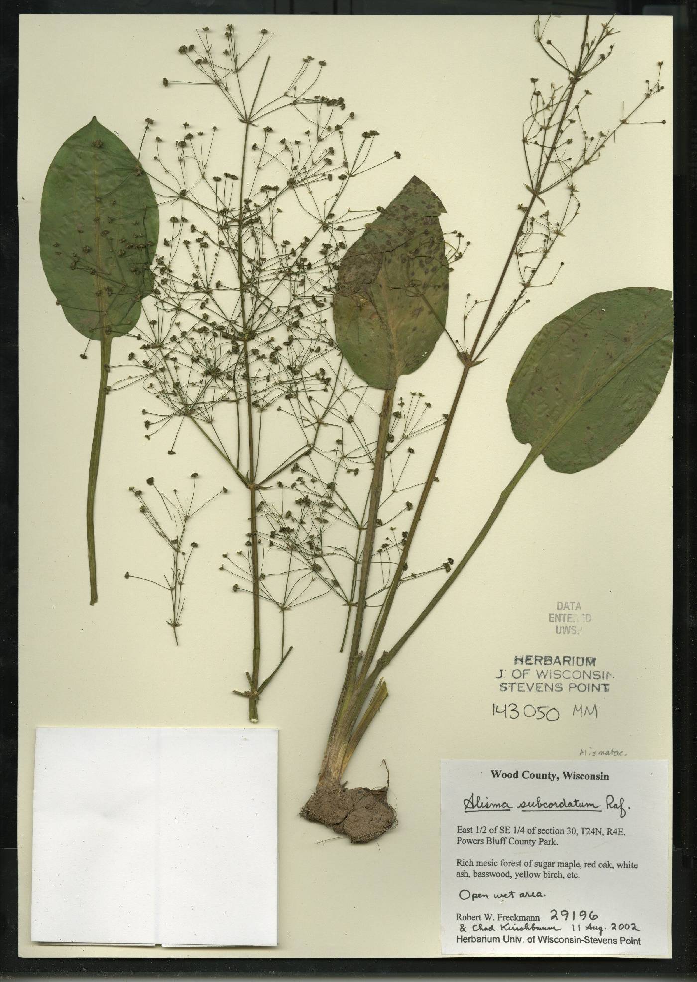 Alisma subcordatum image