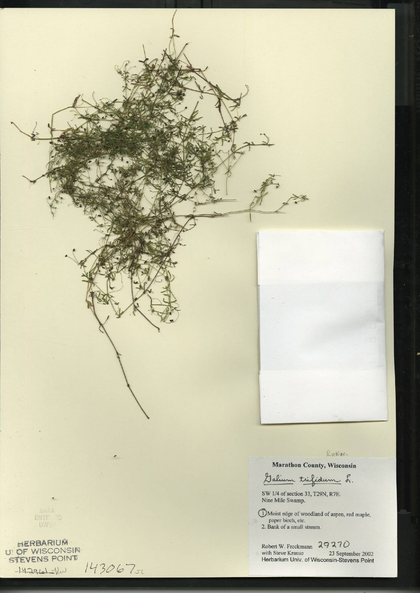 Galium trifidum image