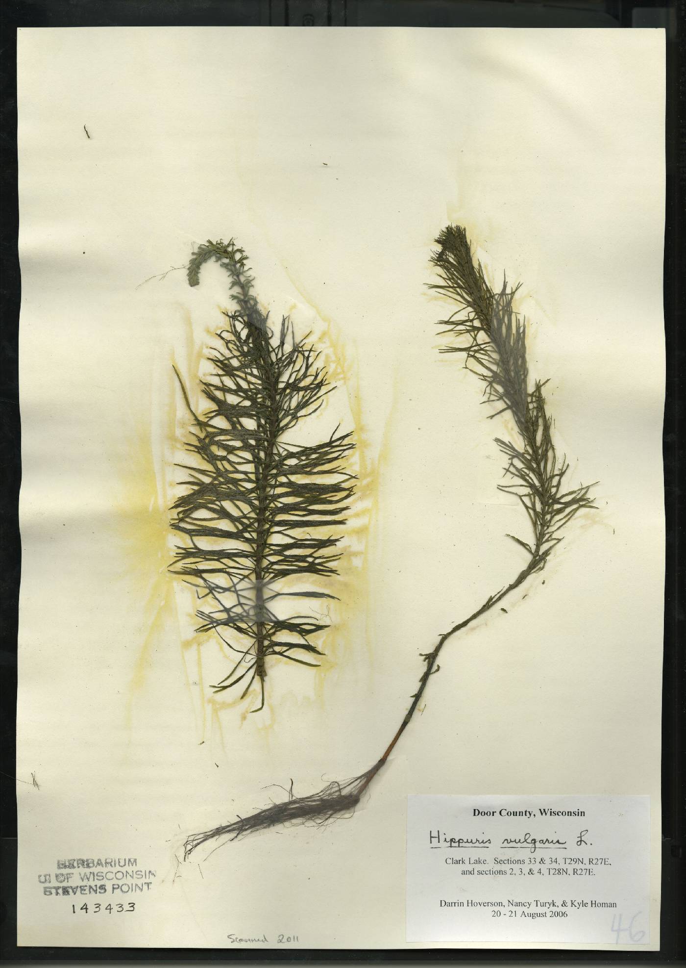 Hippuris vulgaris image