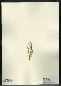 Image of Sagittaria