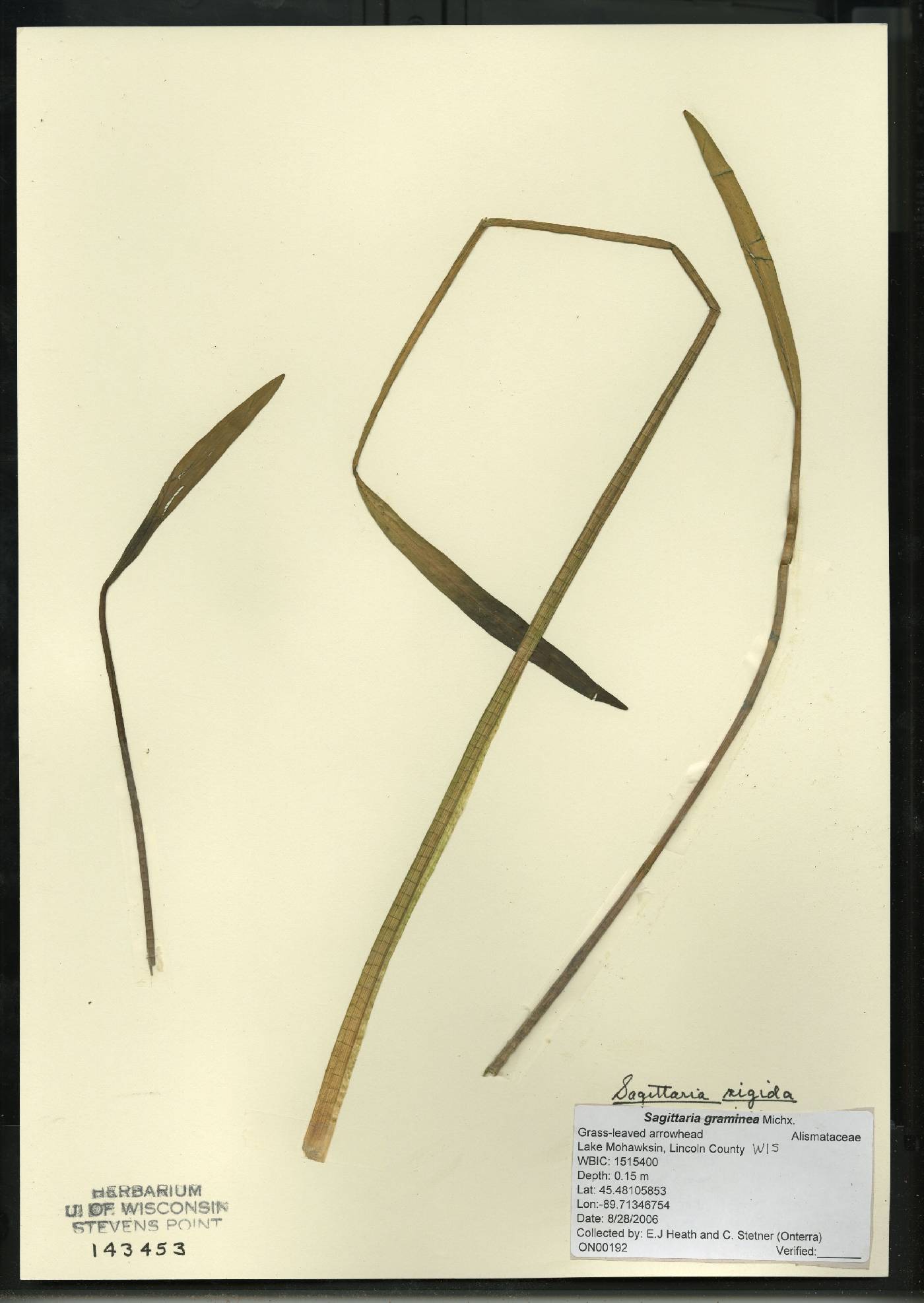 Sagittaria rigida image
