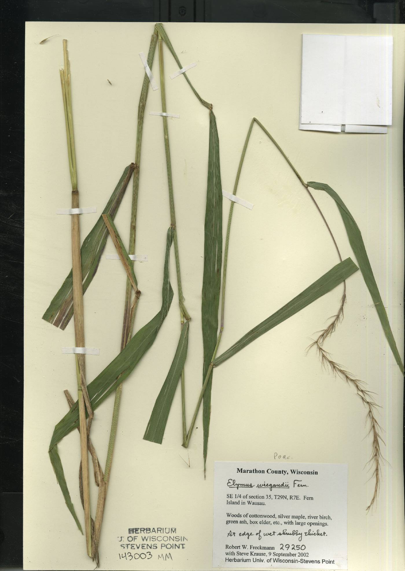 Elymus wiegandii image